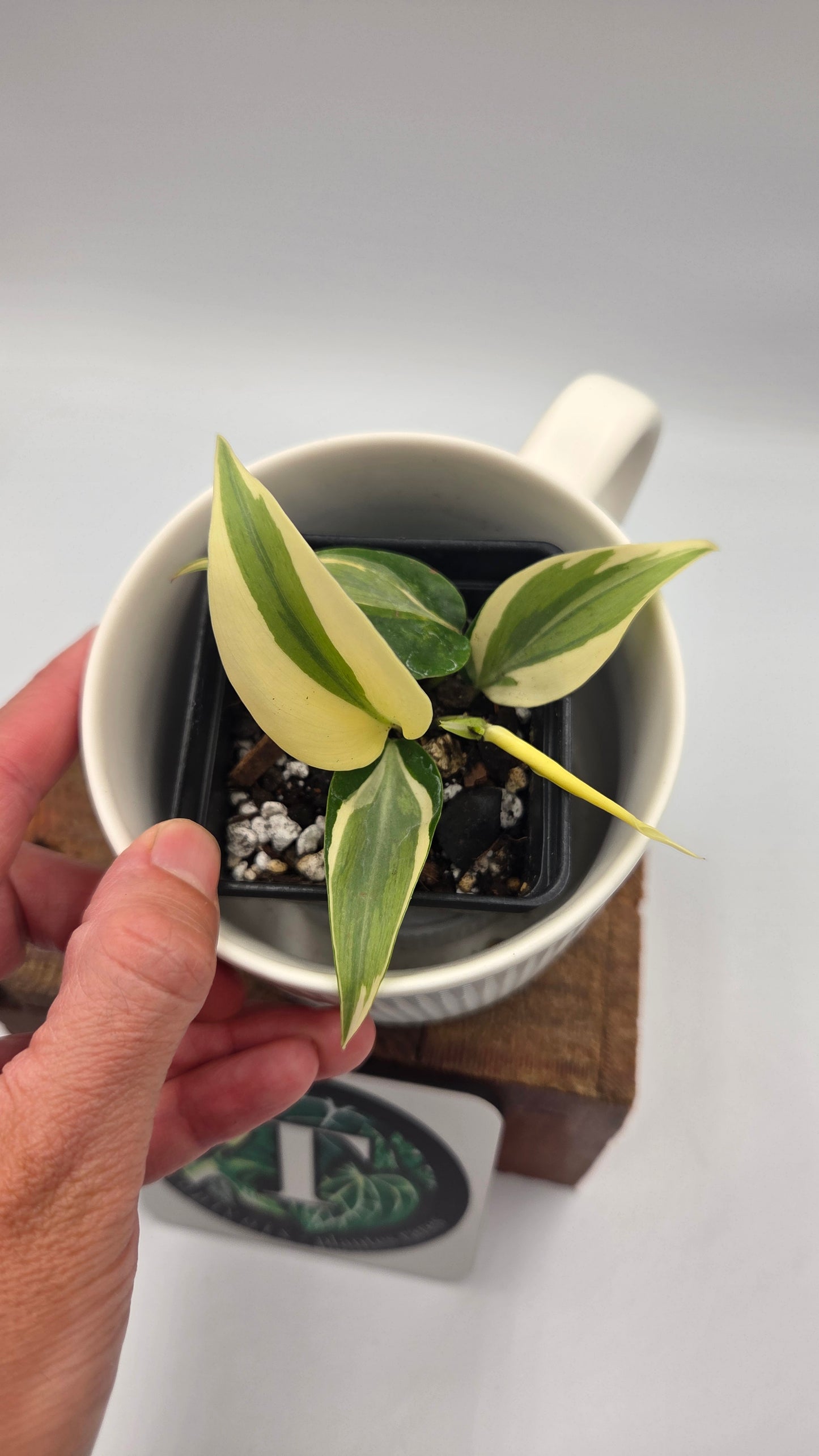 Philodendron Hederaceum Rio (PHI-821)