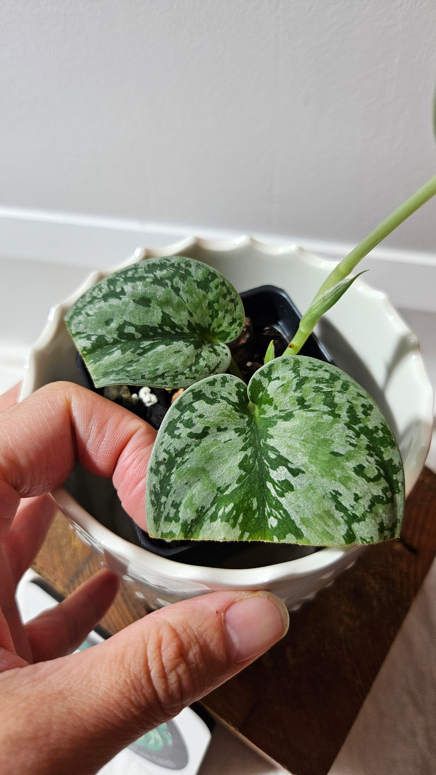Scindapsus Tricolore silver Platinum (SCI-1322)