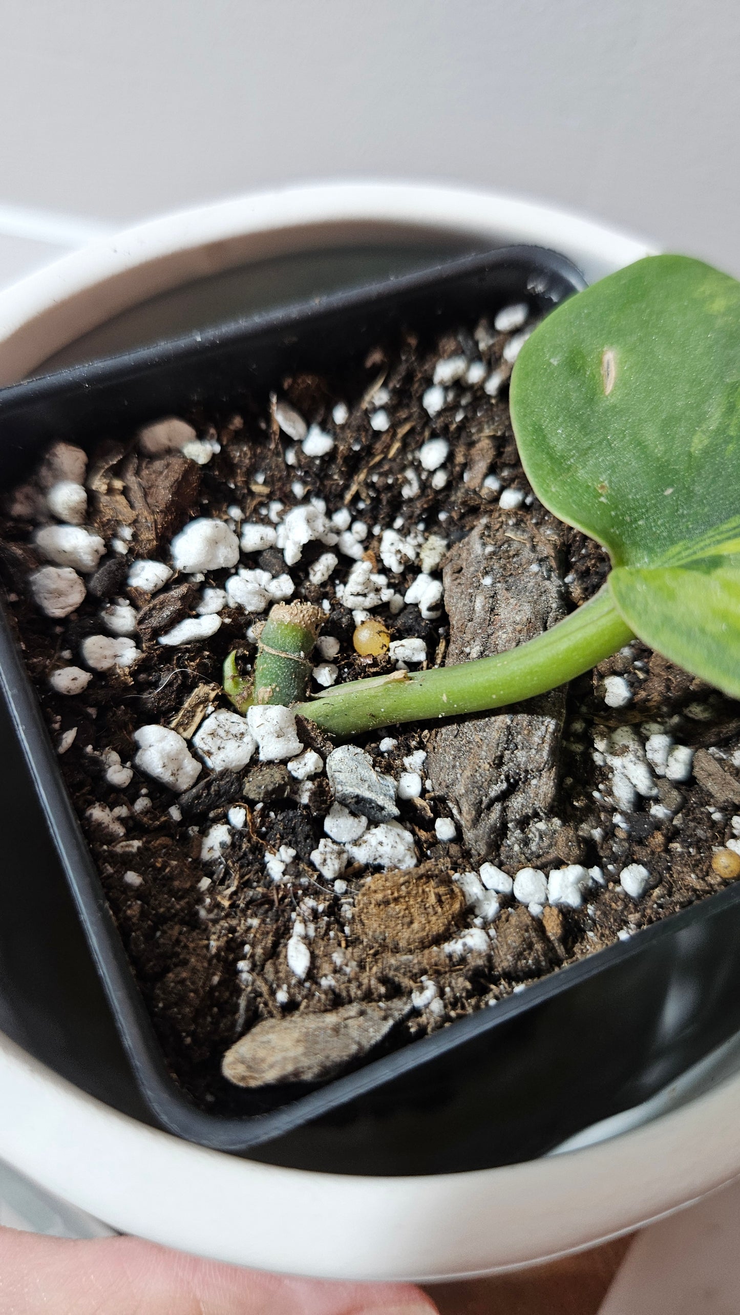 Scindapsus Garawa (SCI-1270)