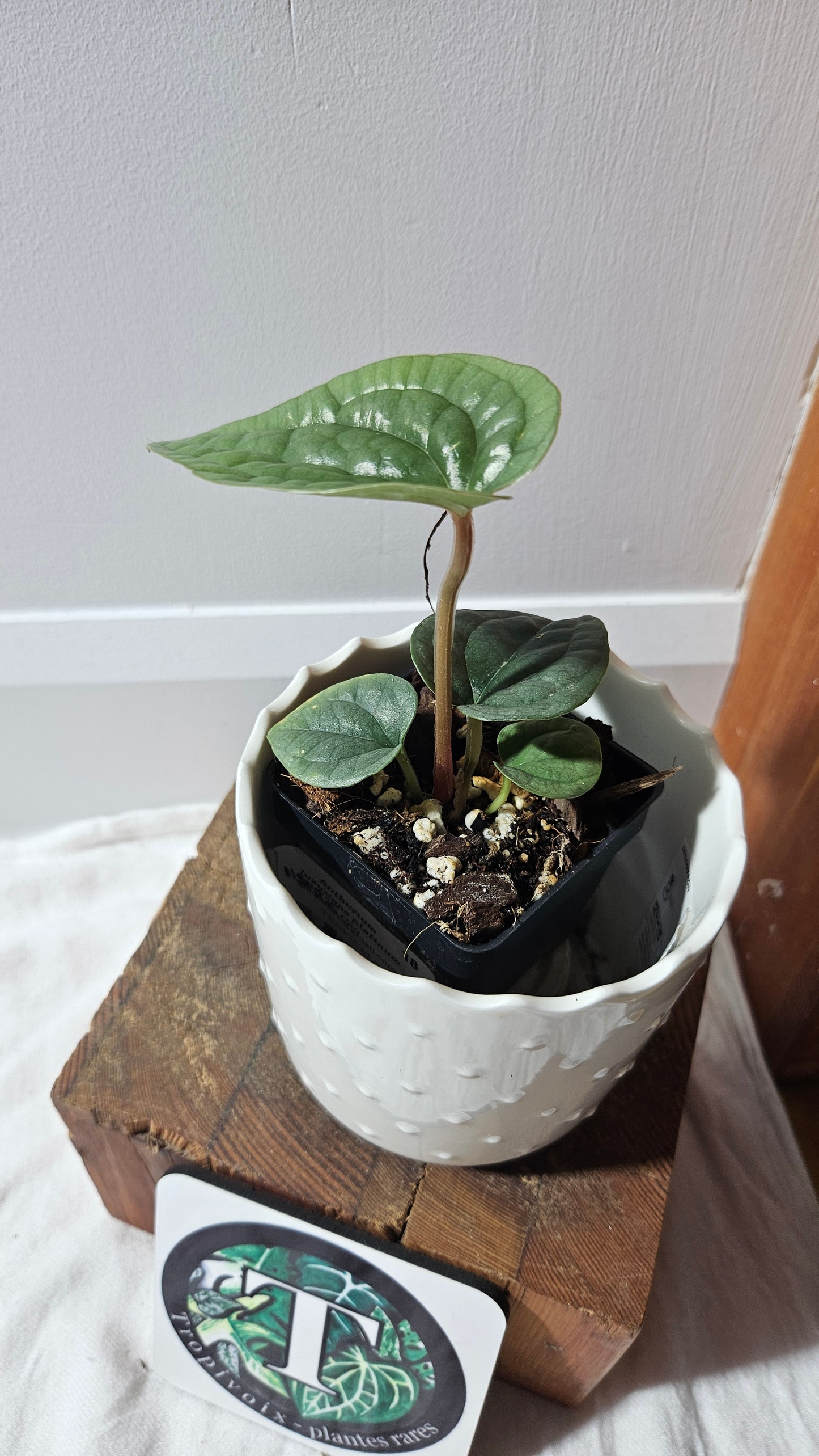 Anthurium Luxurians Platinum "format PETIT" (ANT-595)