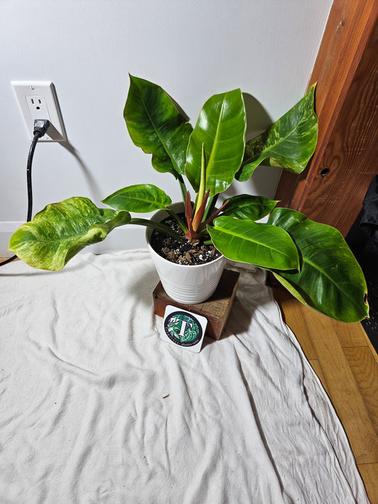 Philodendron Moonlight Variegata (PHI-510)