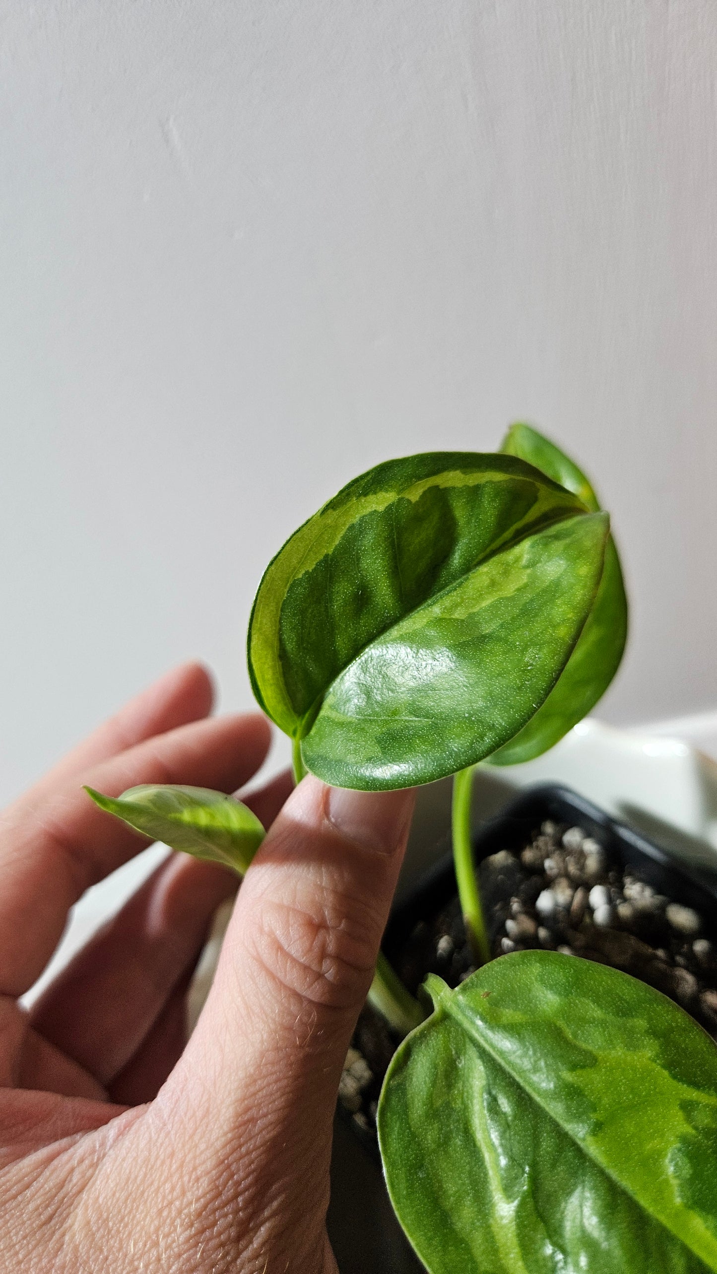 Epipremnum Lemon Meringue (EPI-222)