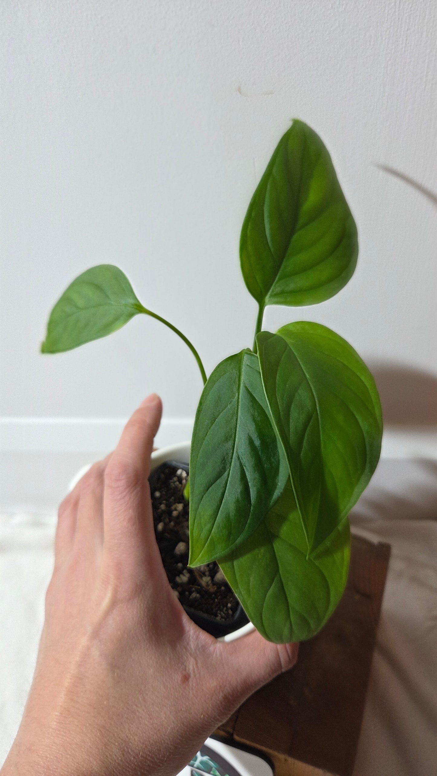 Monstera Obliqua Aff LaUnion (MON-518)