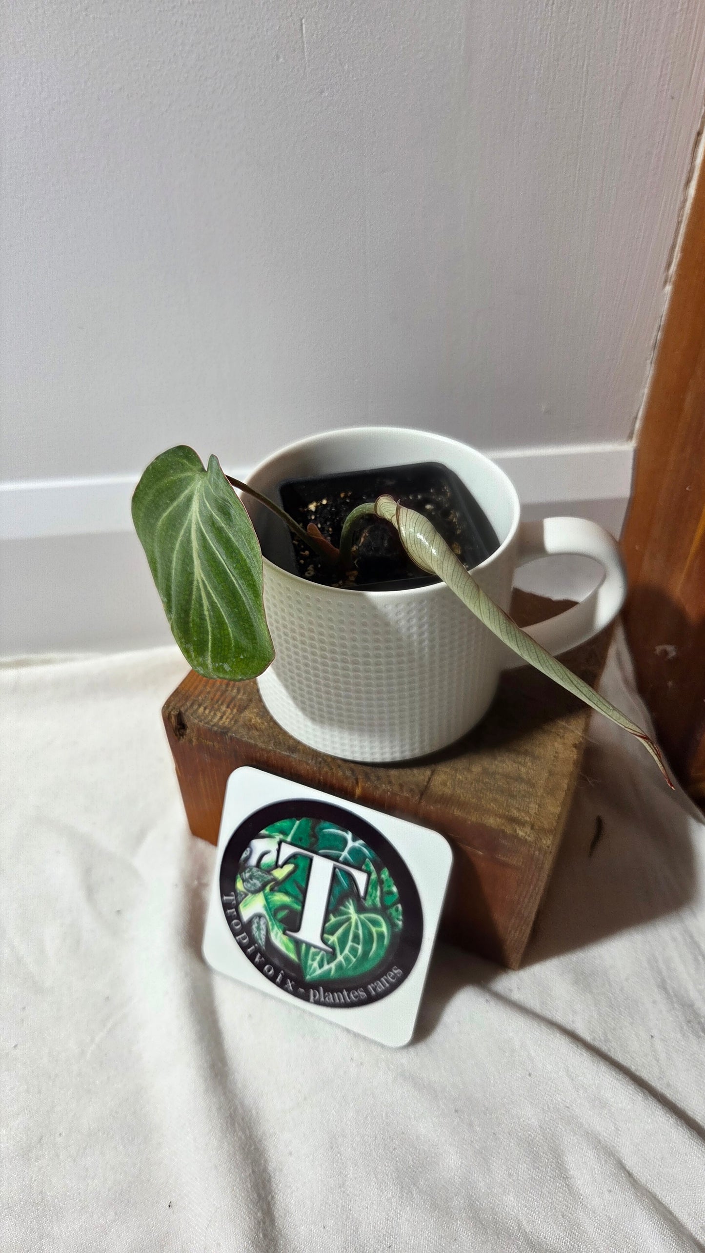 Philodendron Gloriosum Silver (PHI-1000)