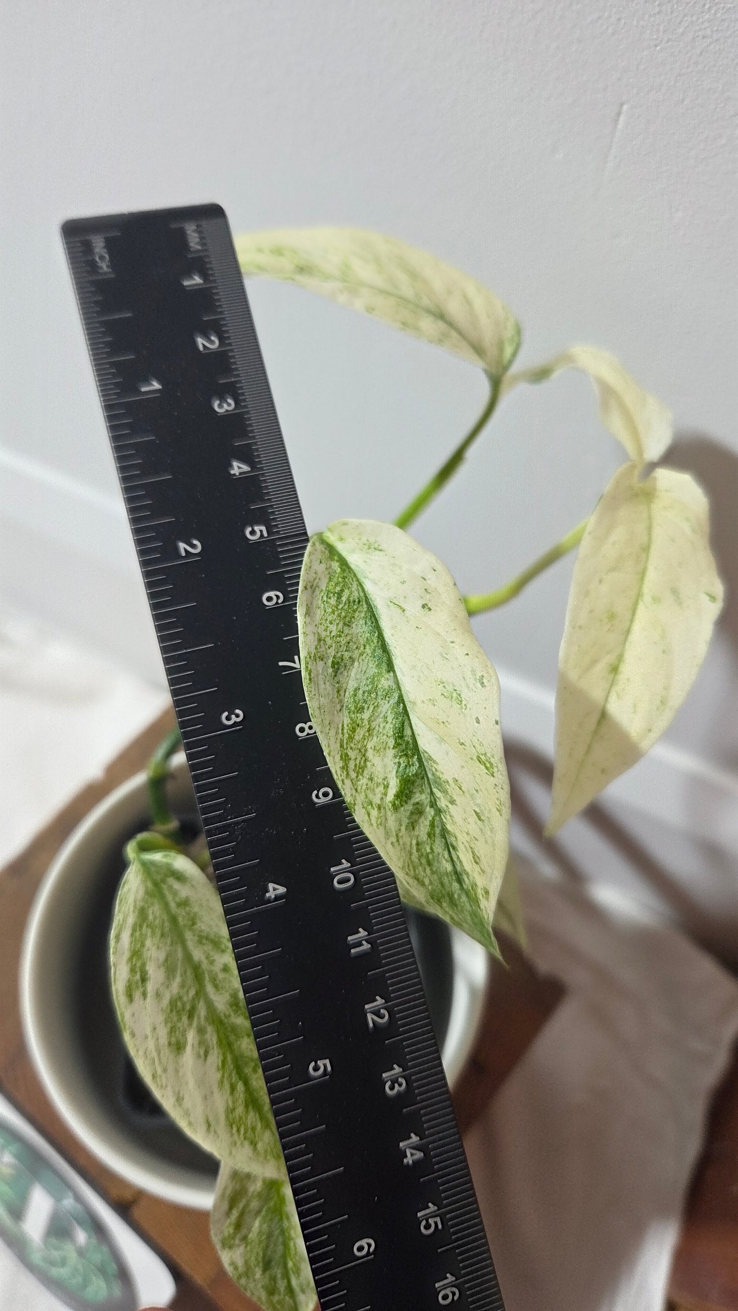 Monstera Laniata Mint (MON-393)