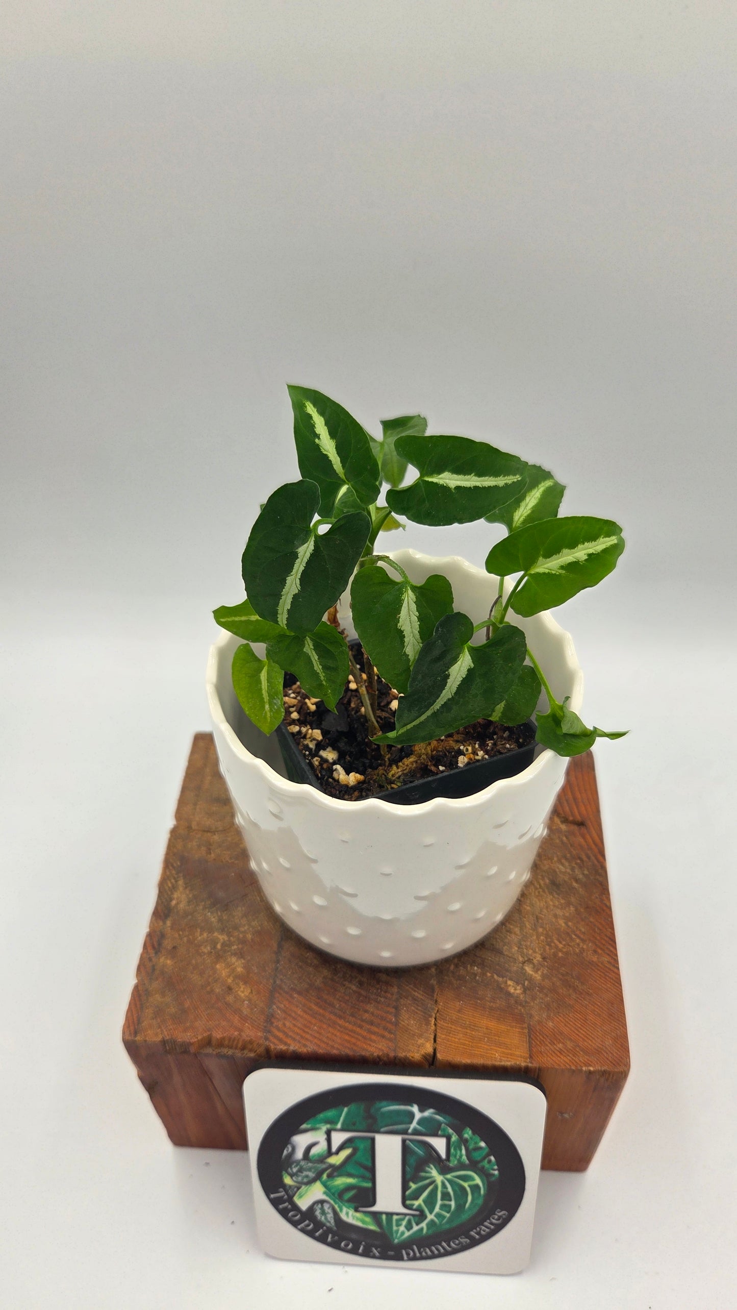 Syngonium Wendlandii (SYN-294)