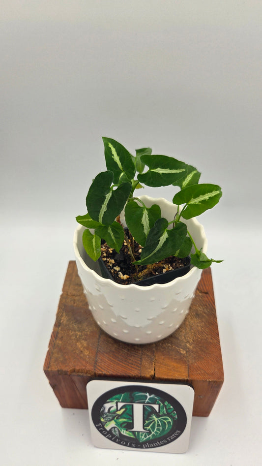 Syngonium Wendlandii (SYN-294)