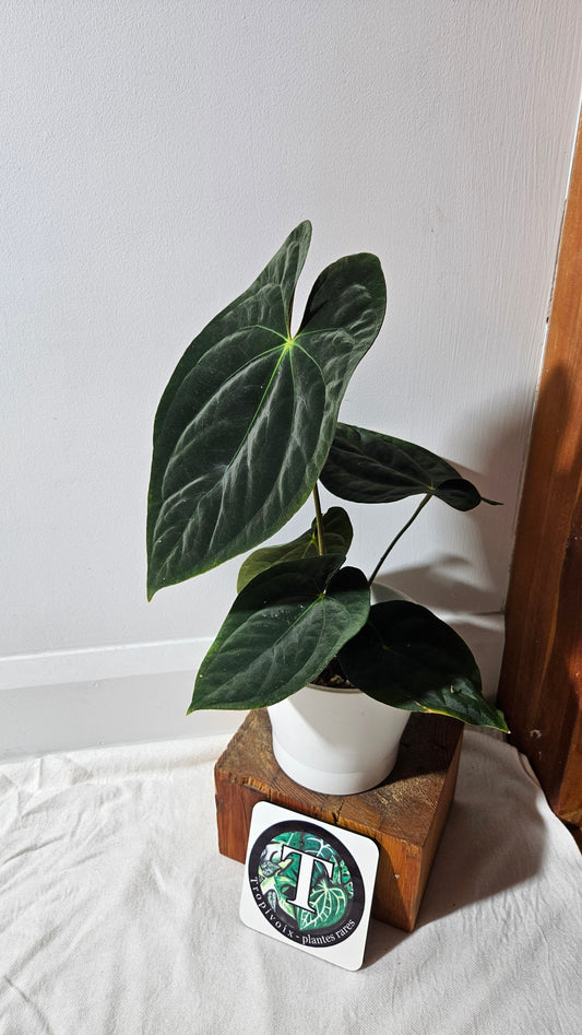 Anthurium Blue Papillilaminum "format LARGE" (ANT-431)