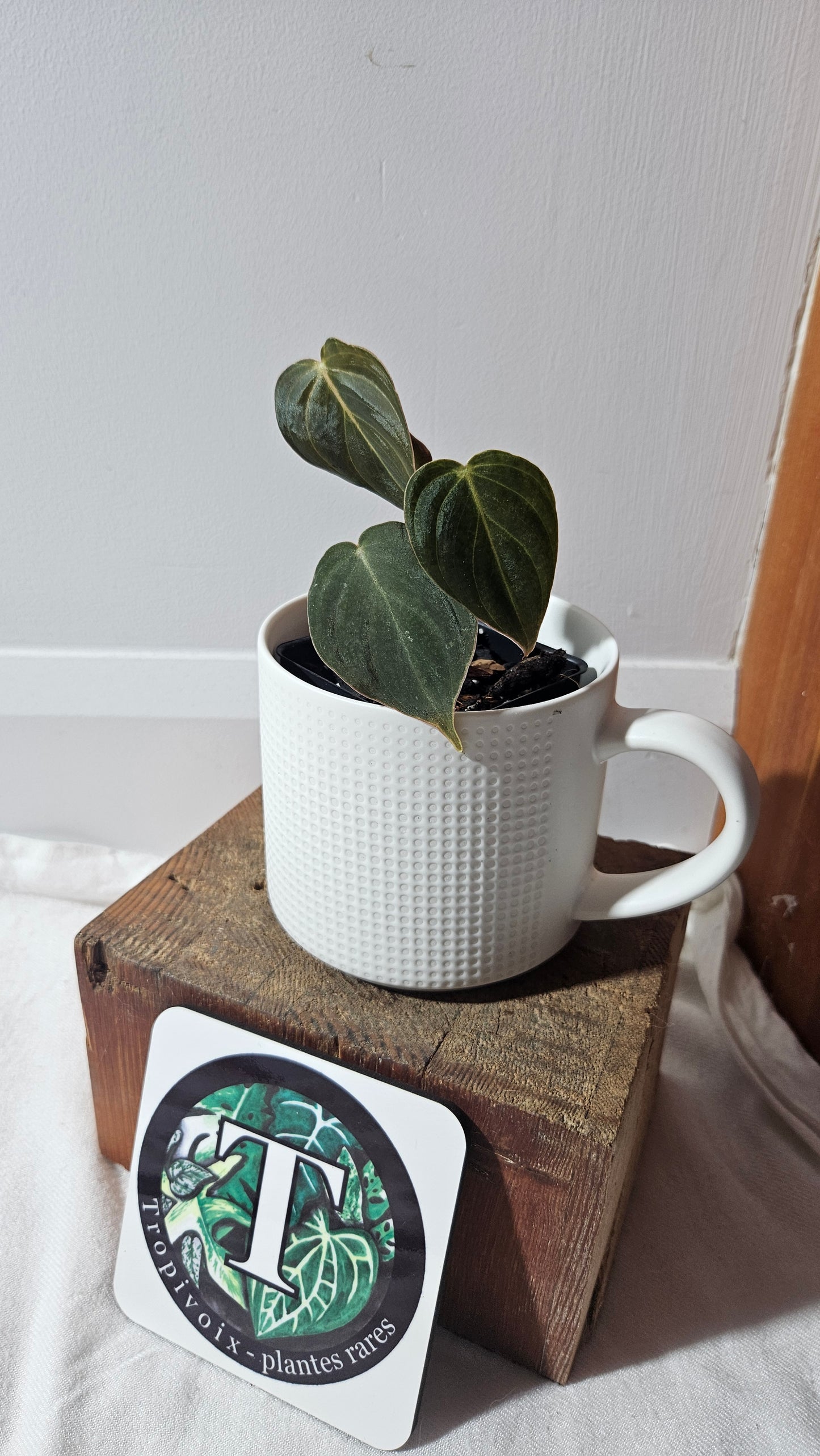 Philodendron Glorious (PHI-955)