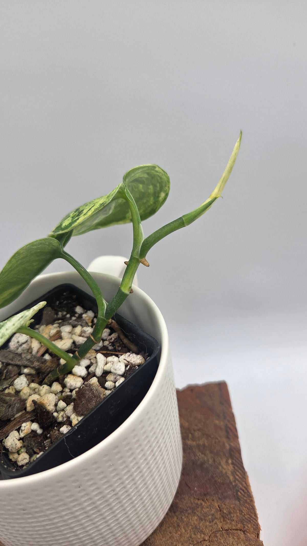 Scindapsus Jade Satin Marble (SCI-1518)