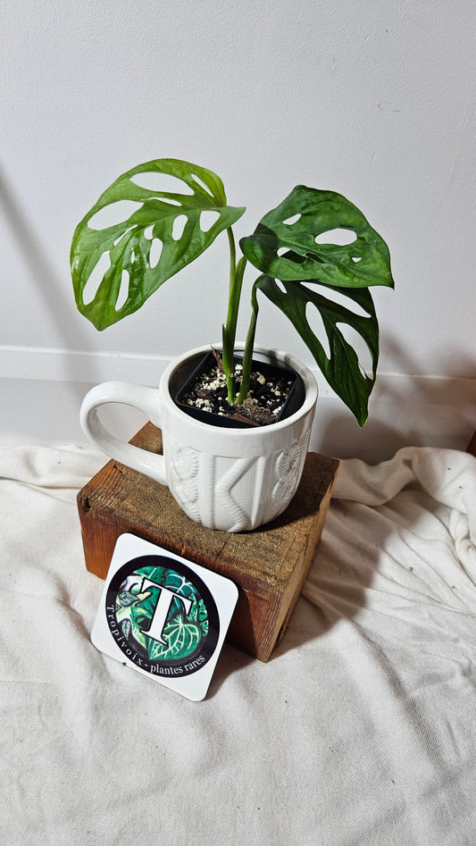 Monstera Acuminata (MON-226)