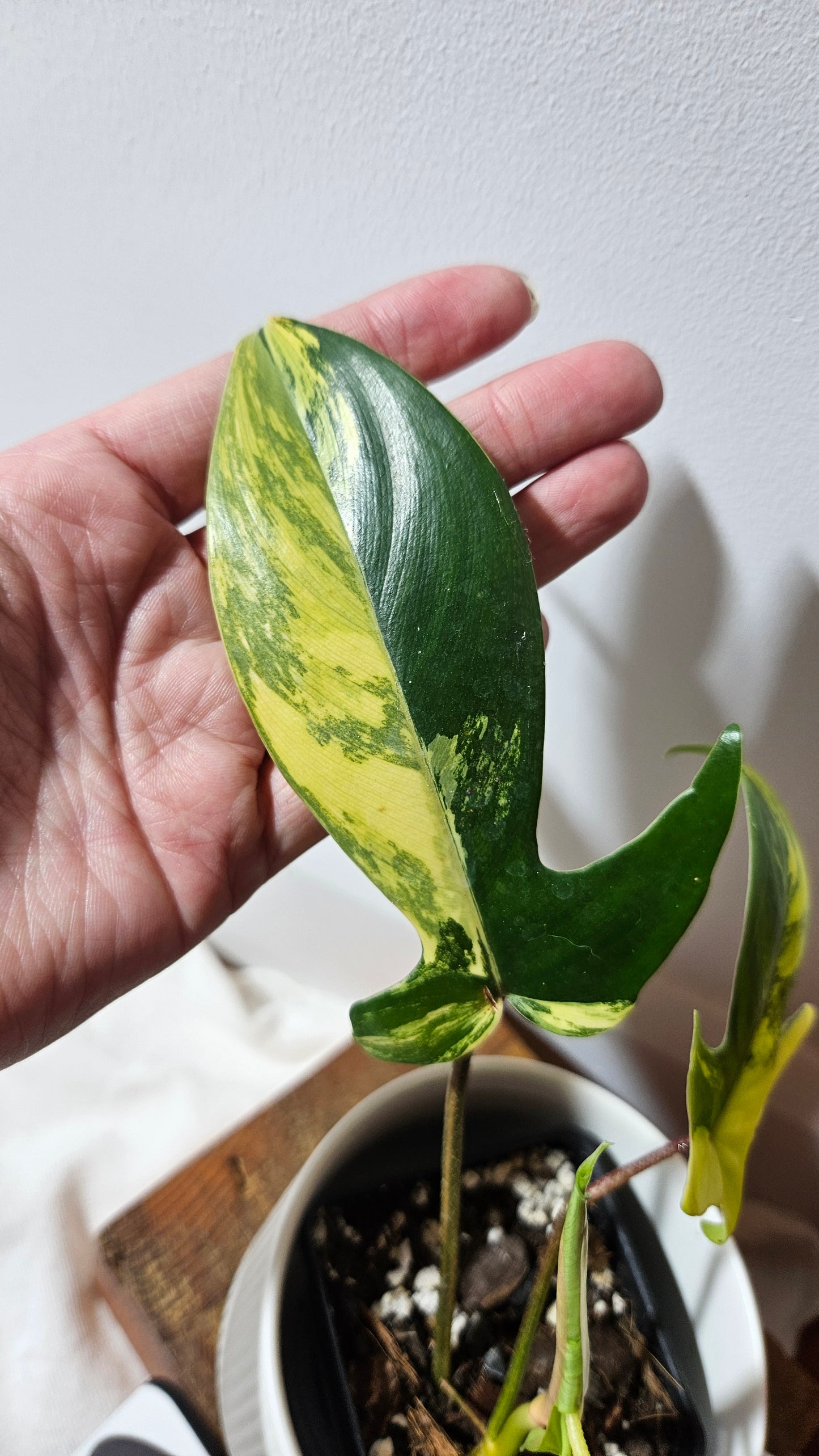 Philodendron Florida Beauty (PHI-938)