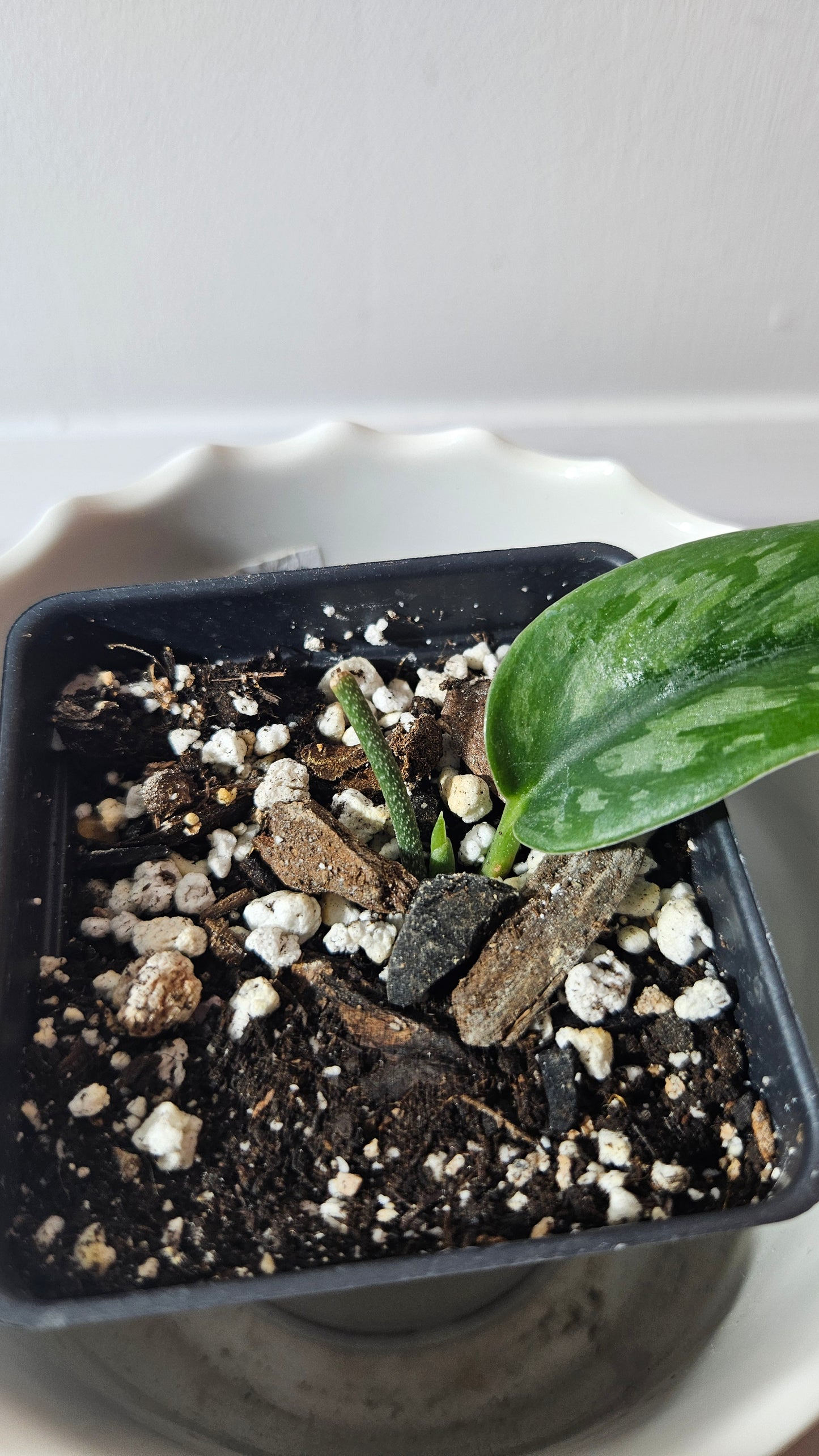 Scindapsus Spears (SCI-949)