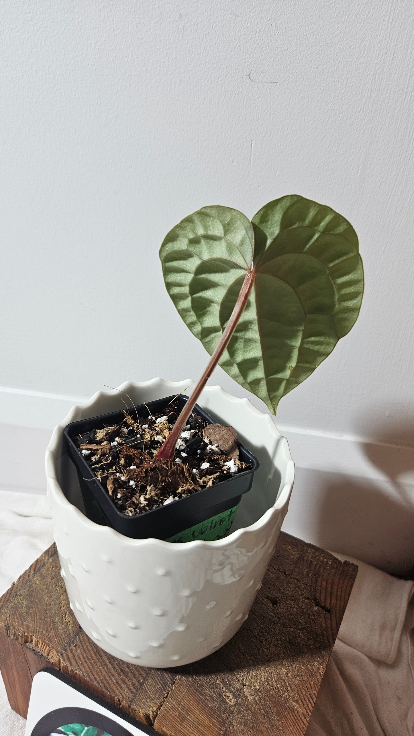 Anthurium Luxurians Velvet Sharp "format PETIT" (ANT-165)