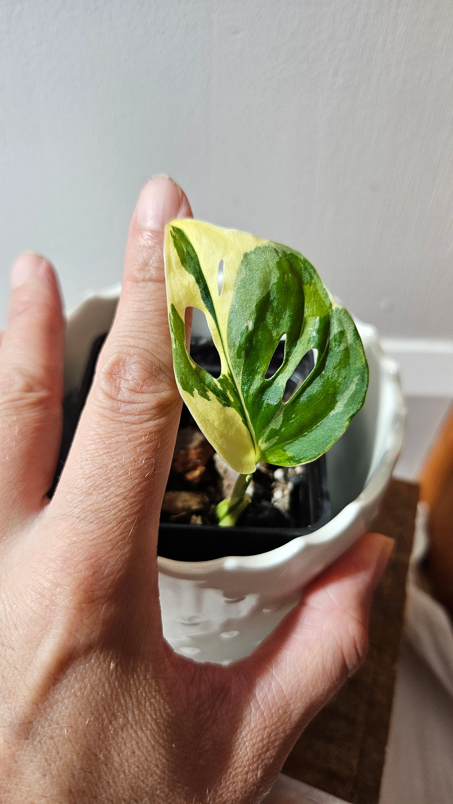 Monstera Andasonii Tricolore (MON-453)