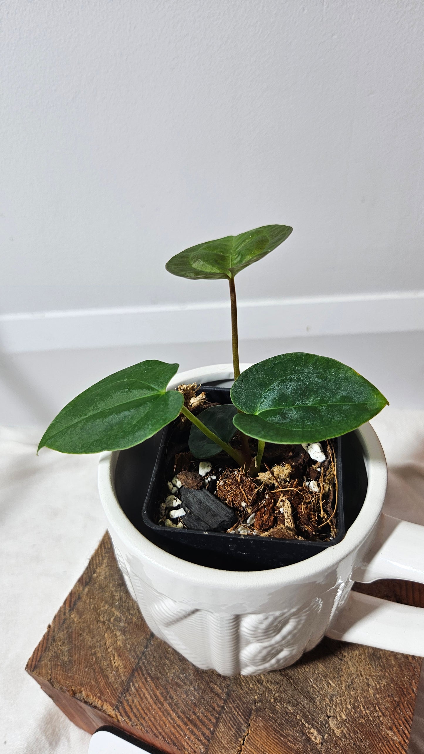 Anthurium  Papillilaminum (provenant d'équateur) "format SEEDLING" (ANT-186)