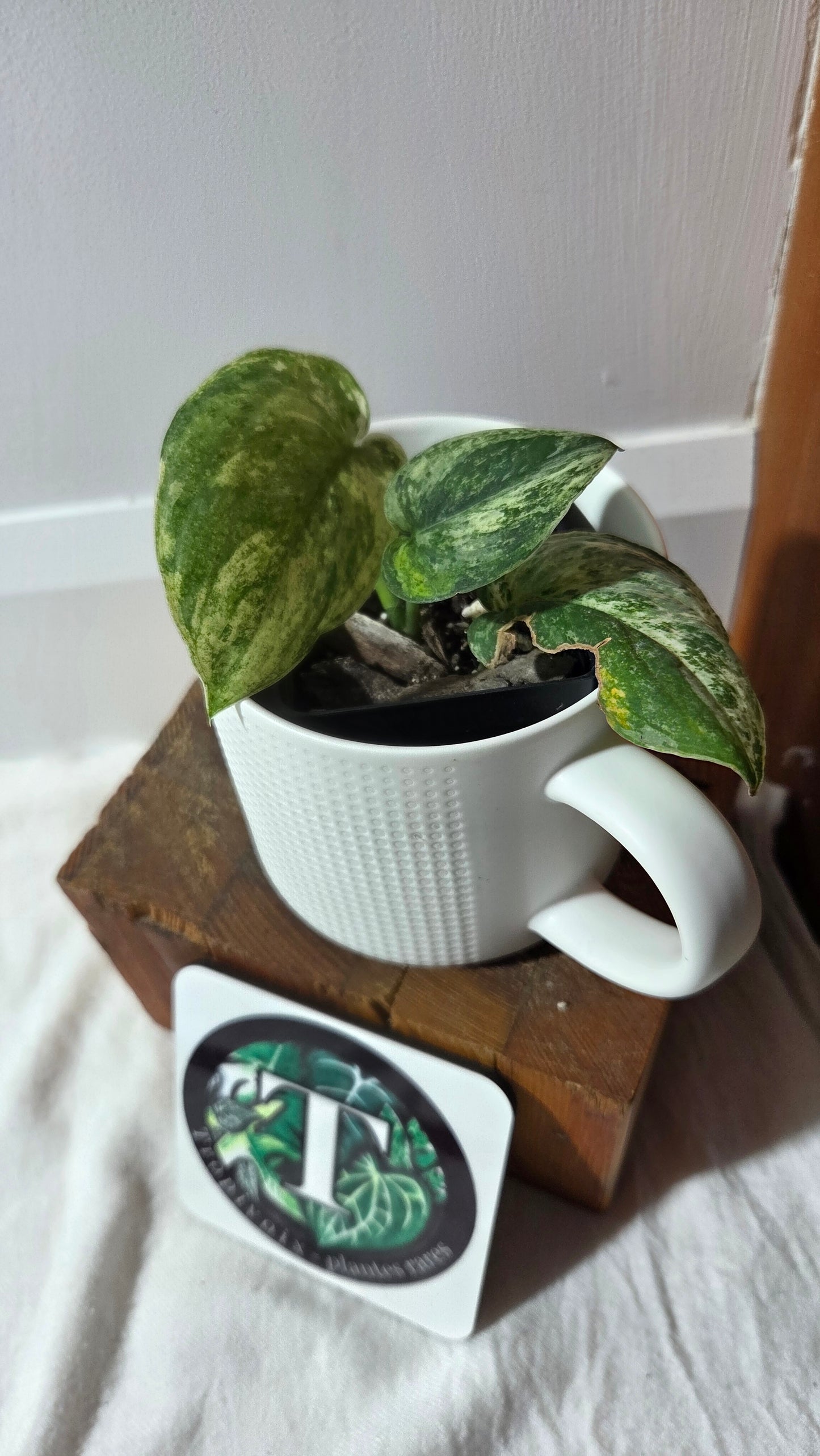 Scindapsus Silver Splash Tricolore (SCI-1369)