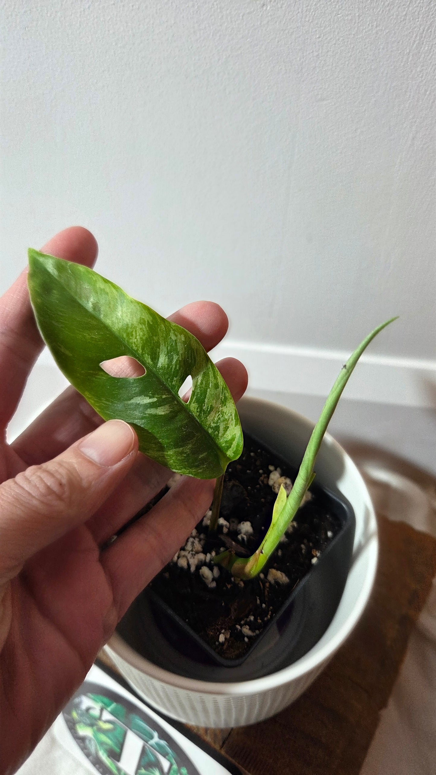 Rhaphidophora Masuwa Variegata (AUT-090)