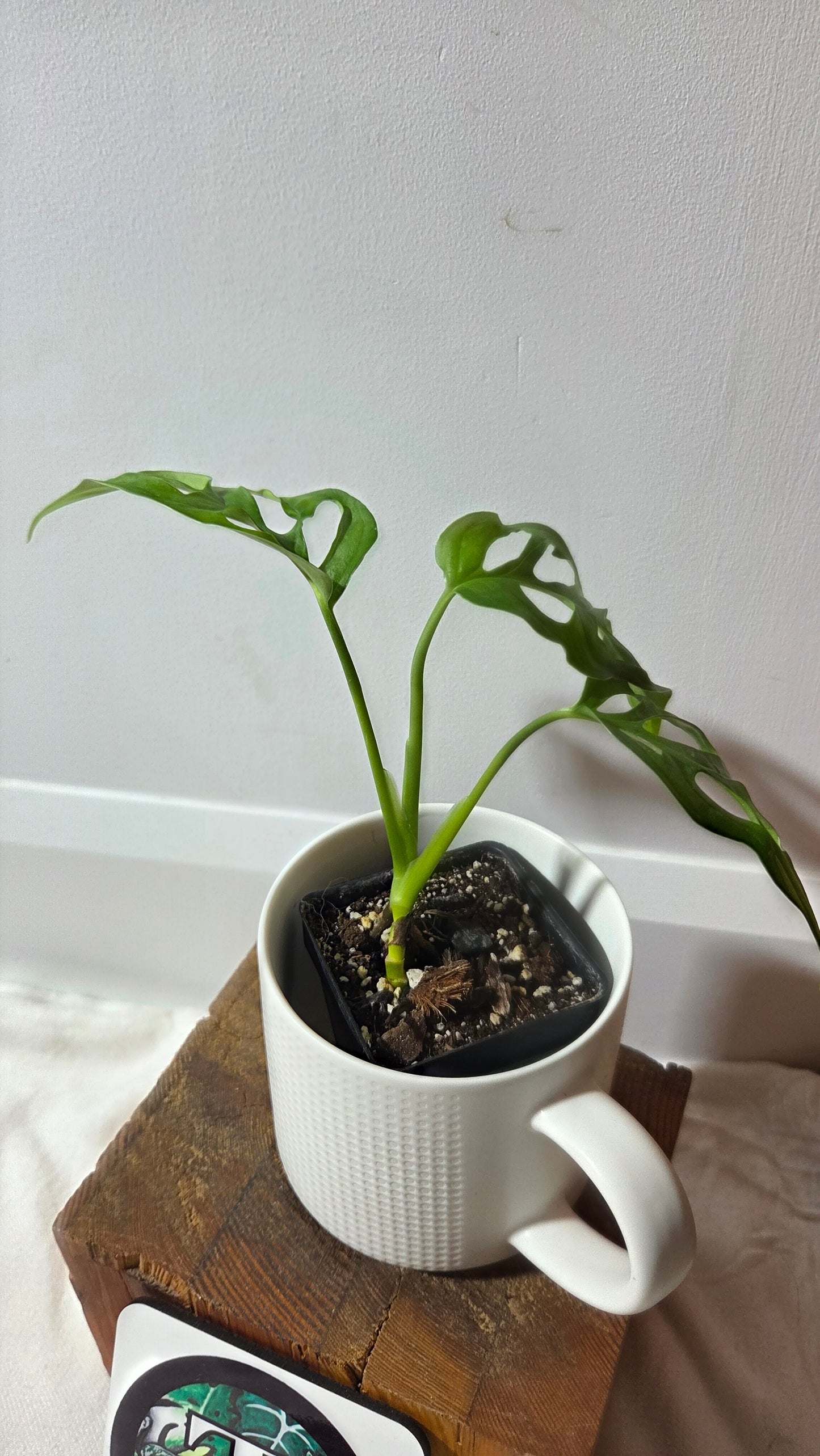 Monstera Obliqua Aff Tena (MON-266)