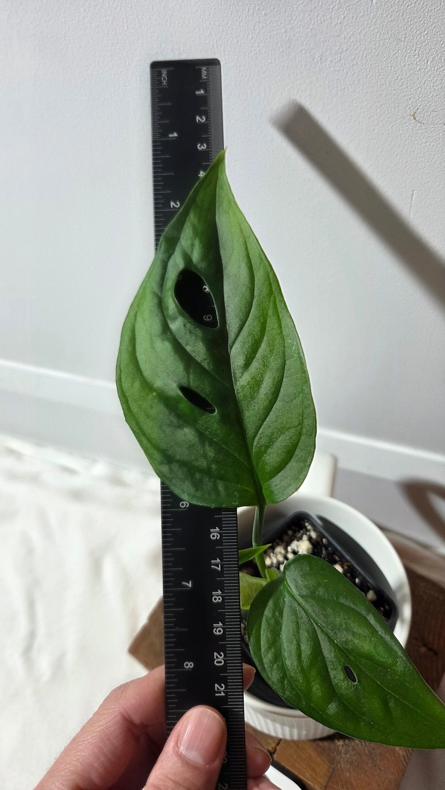 Monstera Obliqua Aff Tamarindo (MON-530)