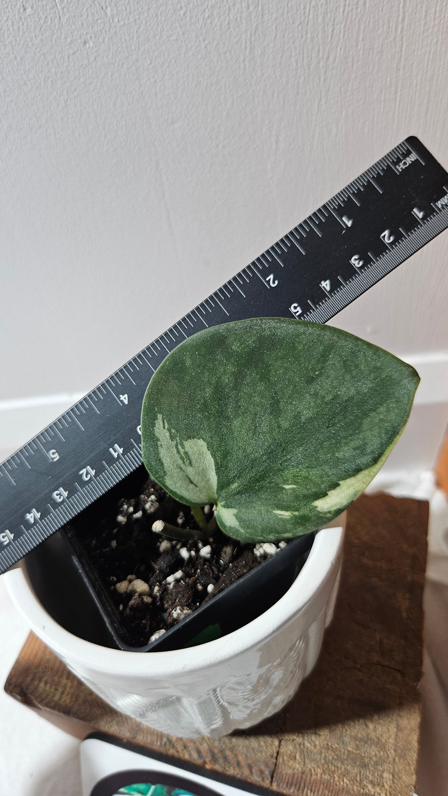 Scindapsus Jung jung Buih (SCI-1104)