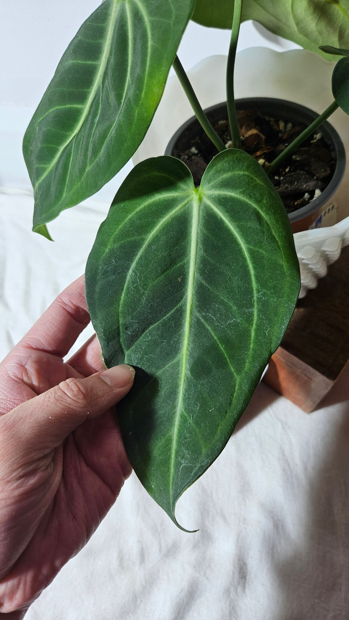 Anthurium Pulcachense  "format MOYEN" (ANT-250)