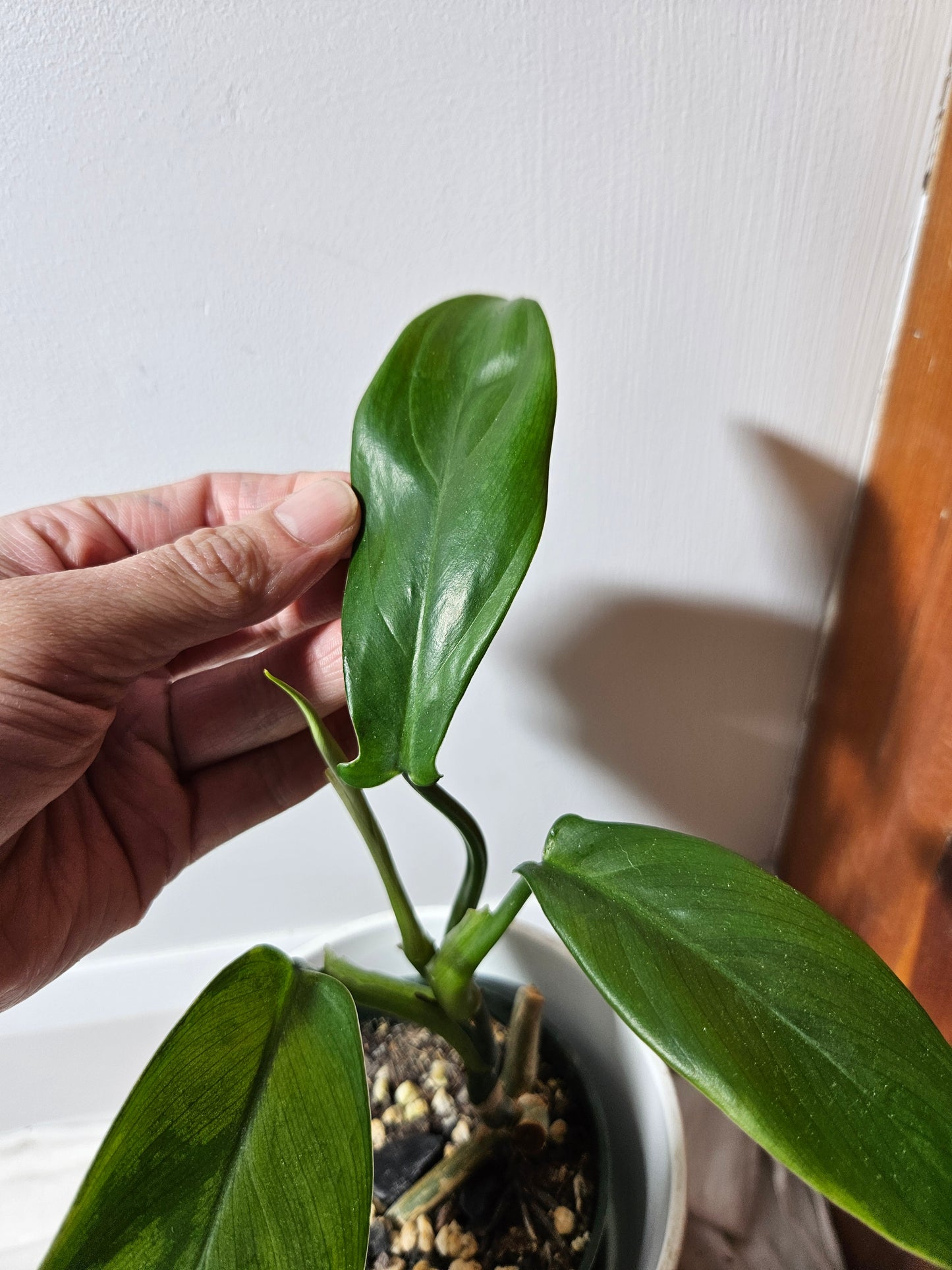 Philodendron Tripartitum (PHI-475)