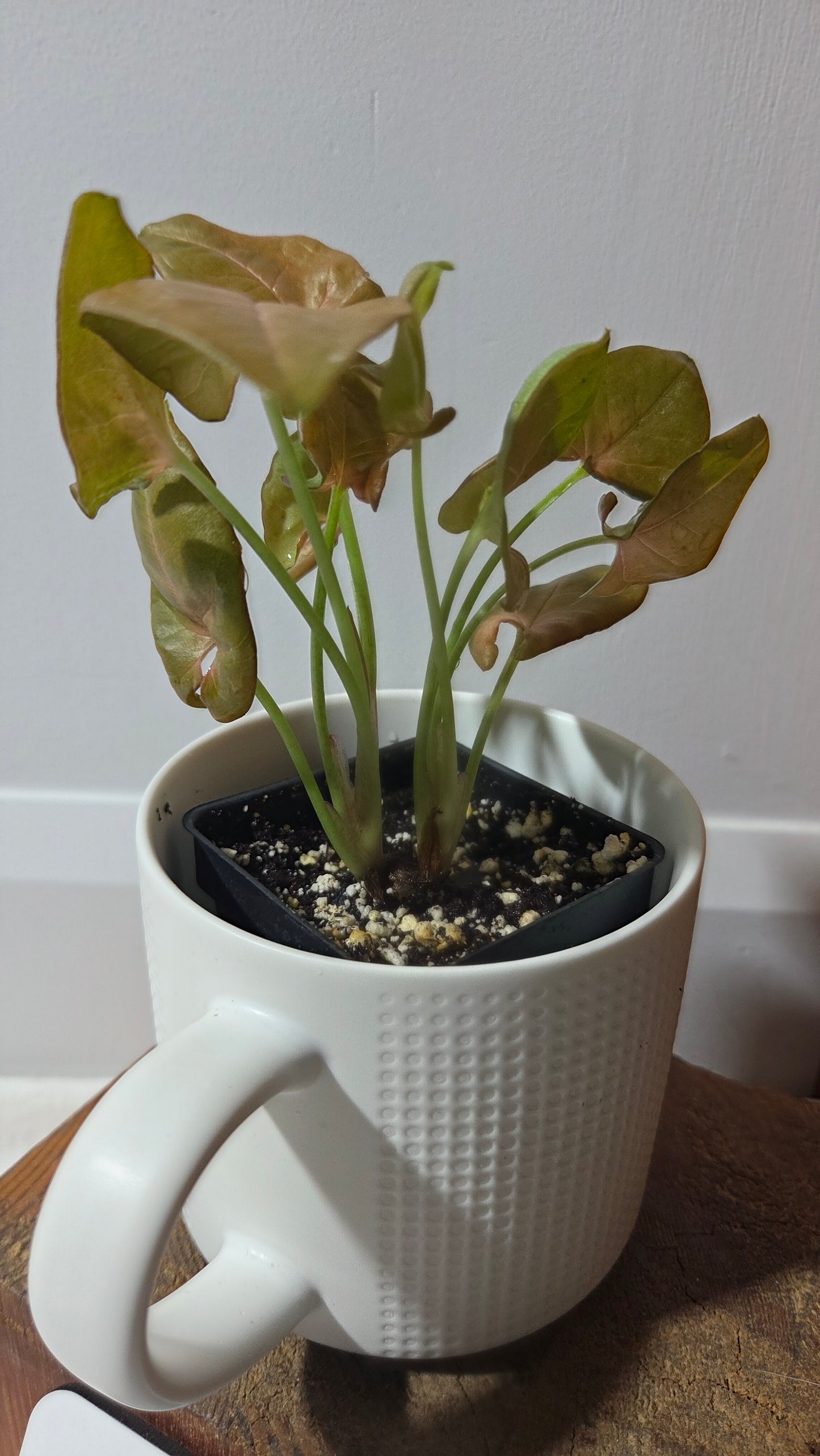 Syngonium Pink Neon Robusta (SYN-496)