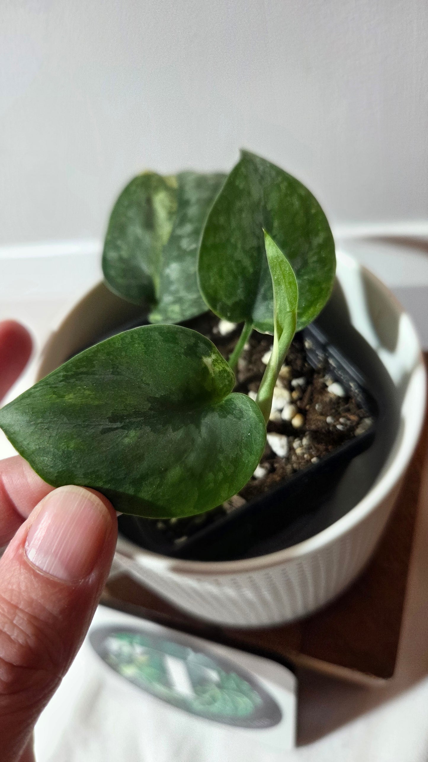 Scindapsus Pusaka (SCI-1390)