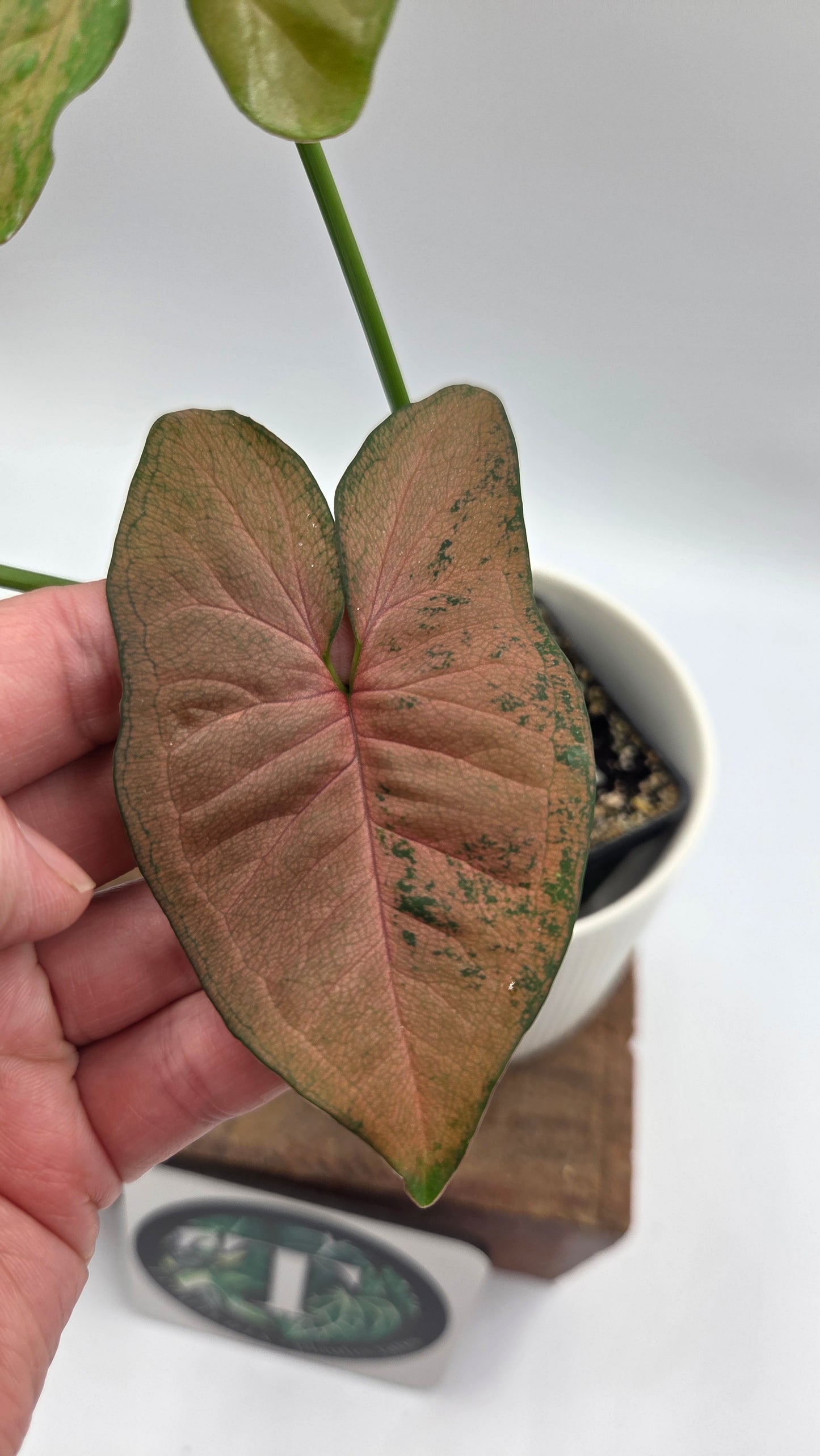 Syngonium Pink Flecked (SYN-518)