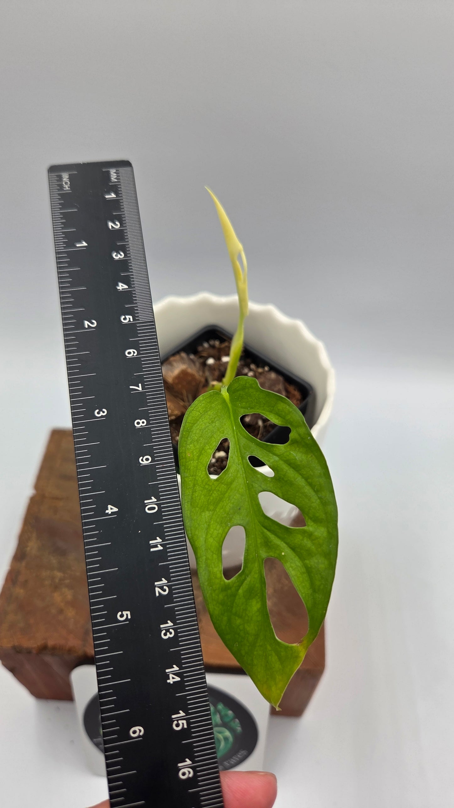 Monstera Andasonii Archipelago Ghost (MON-541)