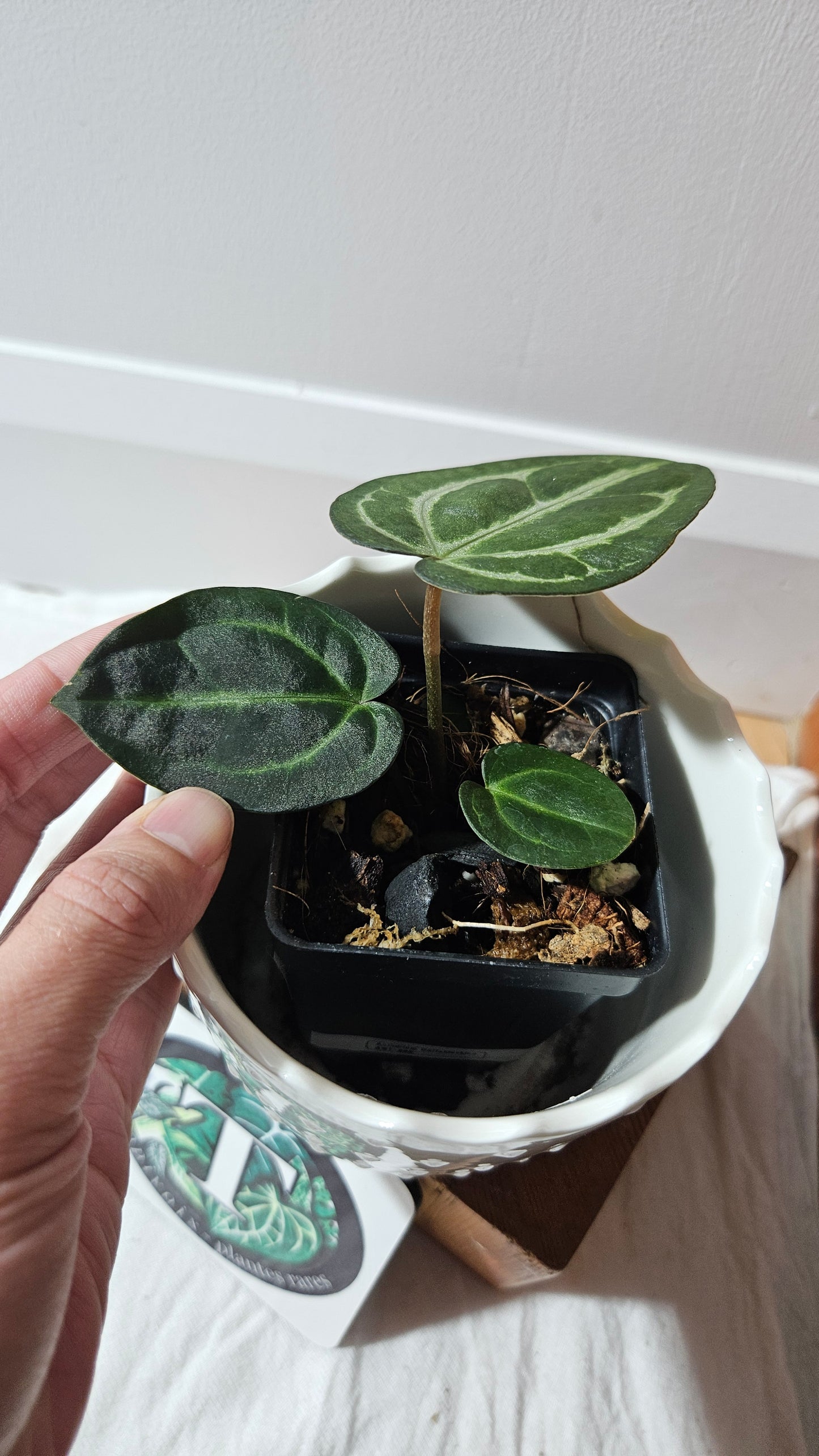 Anthurium  Carlablackiae (d'équateur) "format PETIT" (ANT-609)