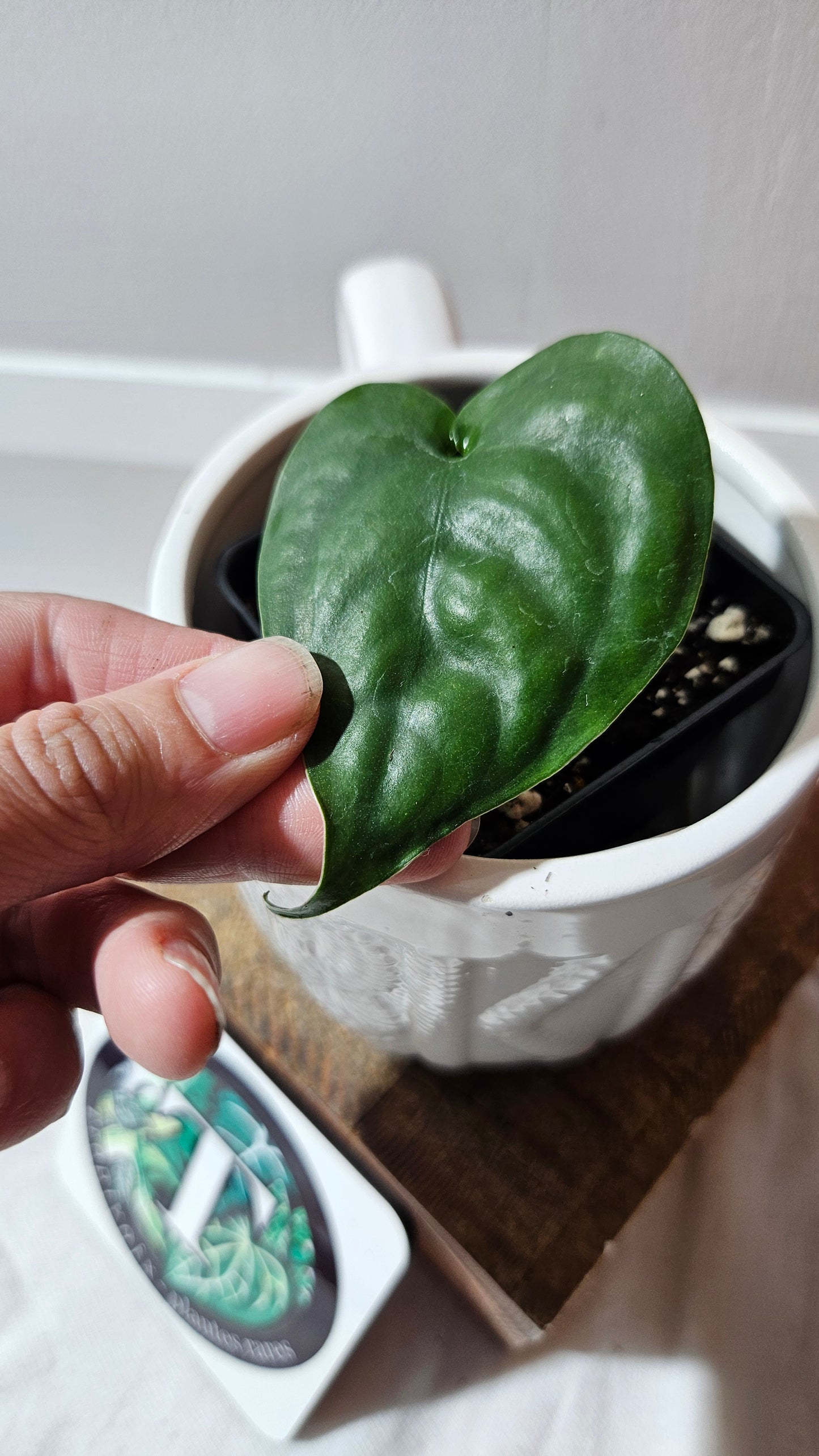 Scindapsus Lucens (SCI-1179)