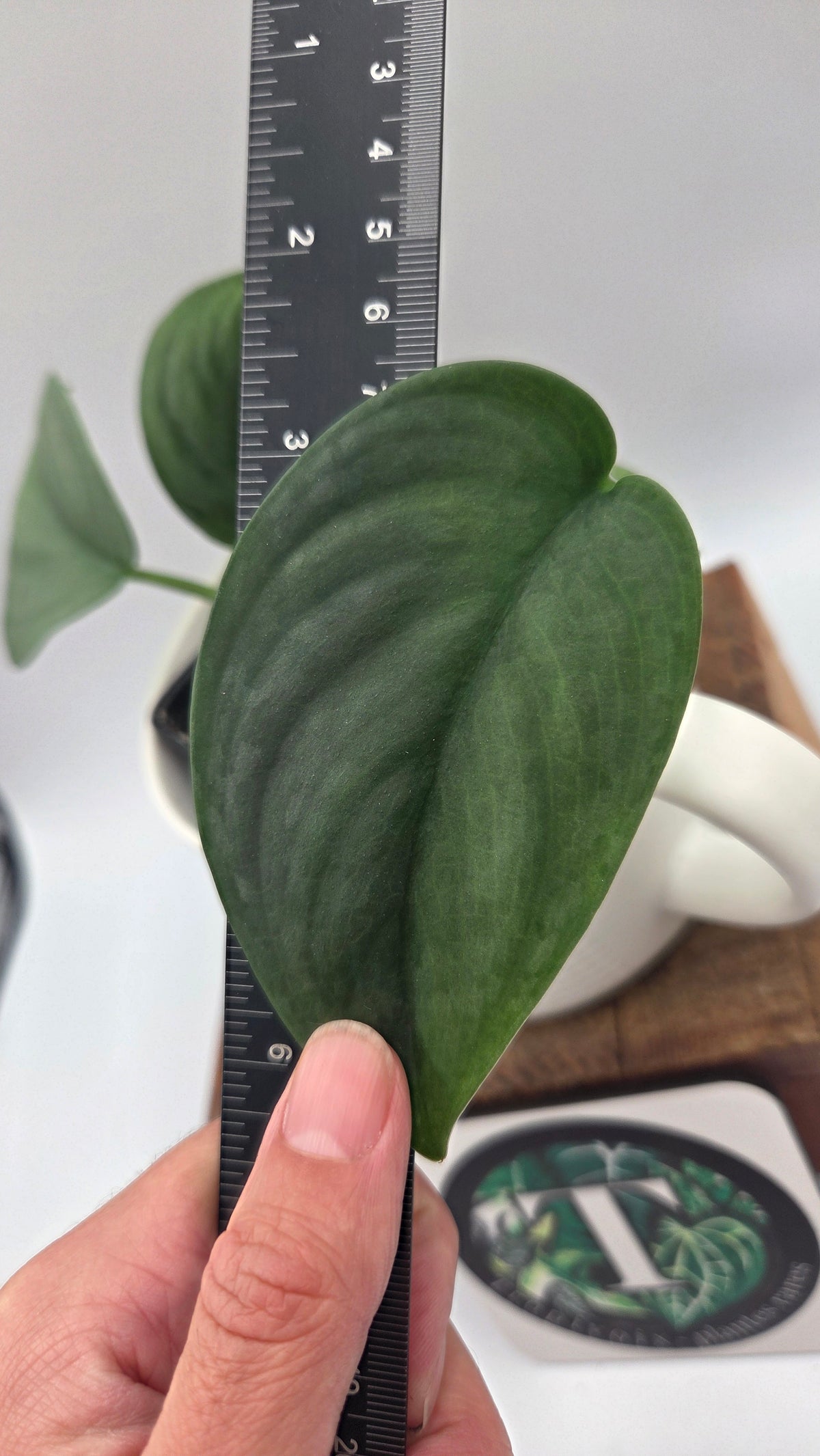 Scindapsus Dark Splash (SCI-1204)