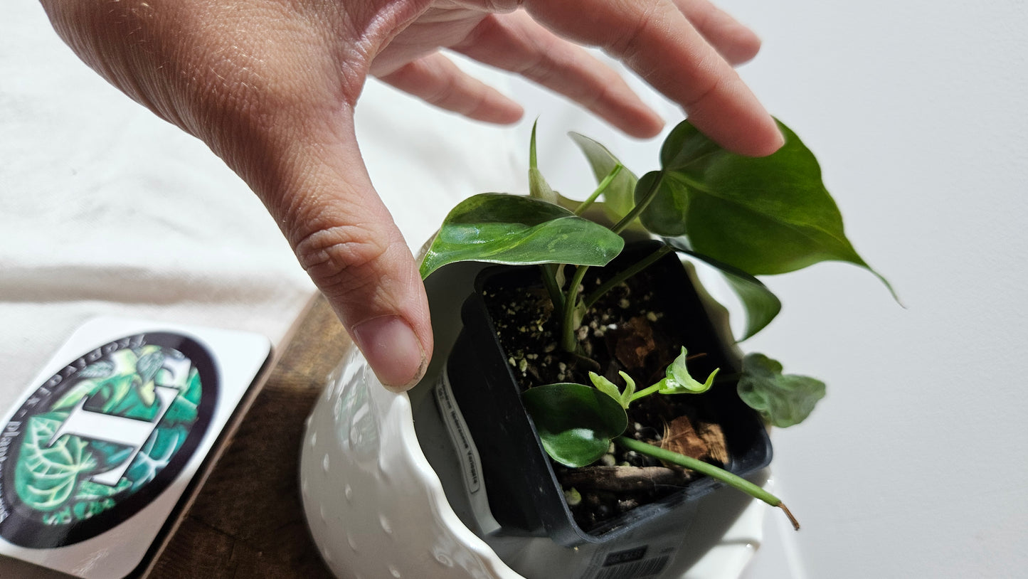 Philodendron Hederaceum Variegata (PHI-561)