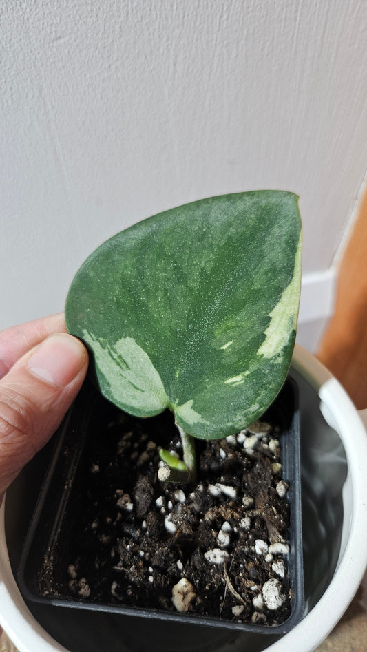 Scindapsus Jung jung Buih (SCI-1104)