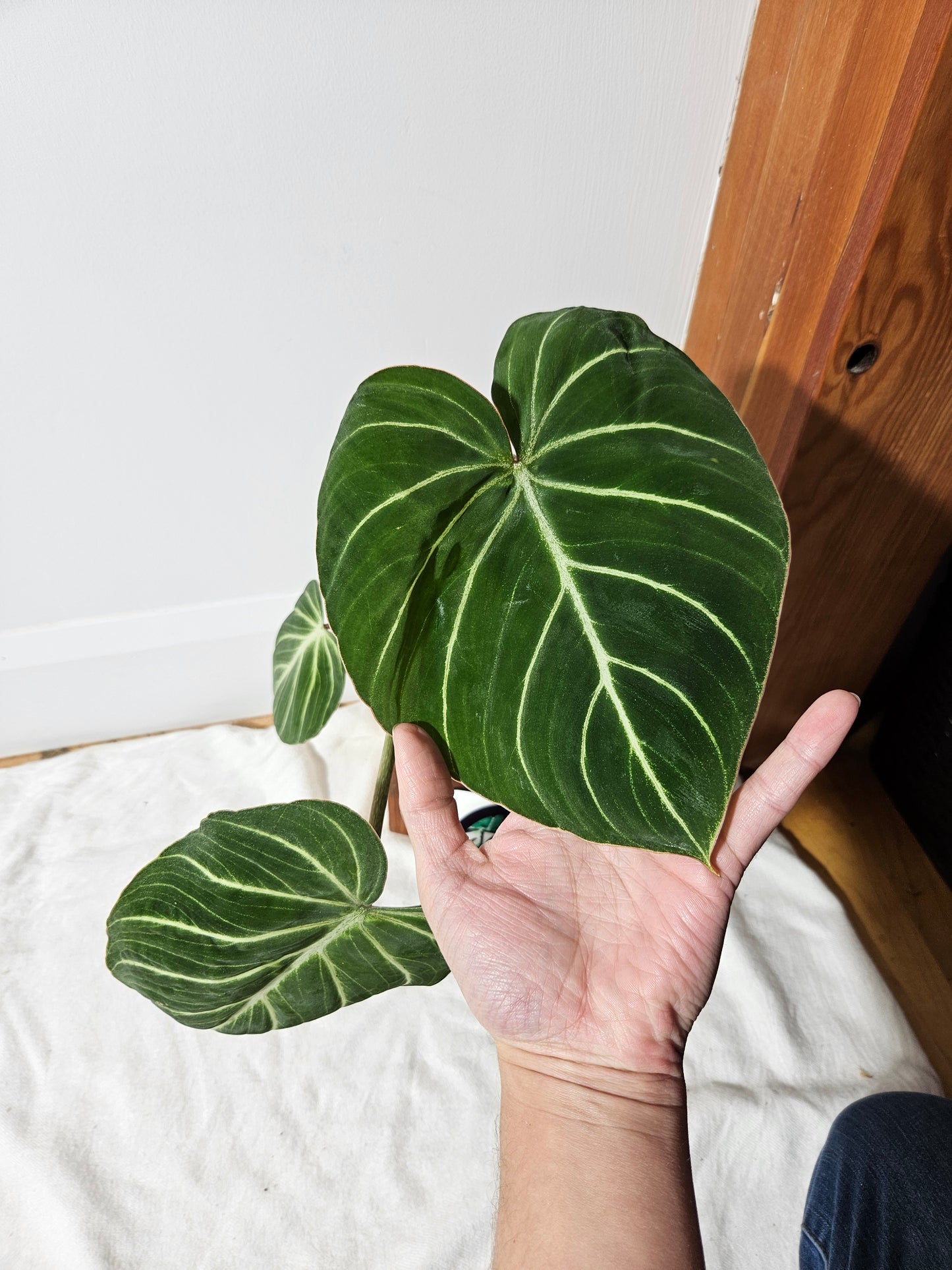 Philodendron Gloriosum Pink (PHI-408)