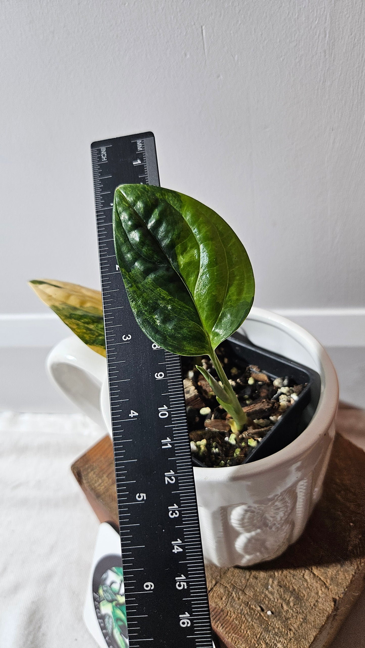 Monstera Karstenianum/Peru Variegata (MON-466)