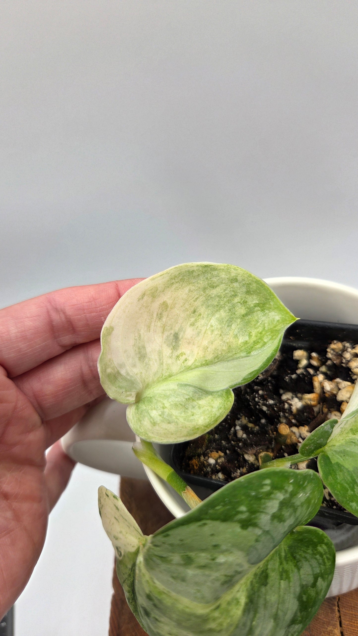 Scindapsus Black Dragon Variegata (SCI-1053)