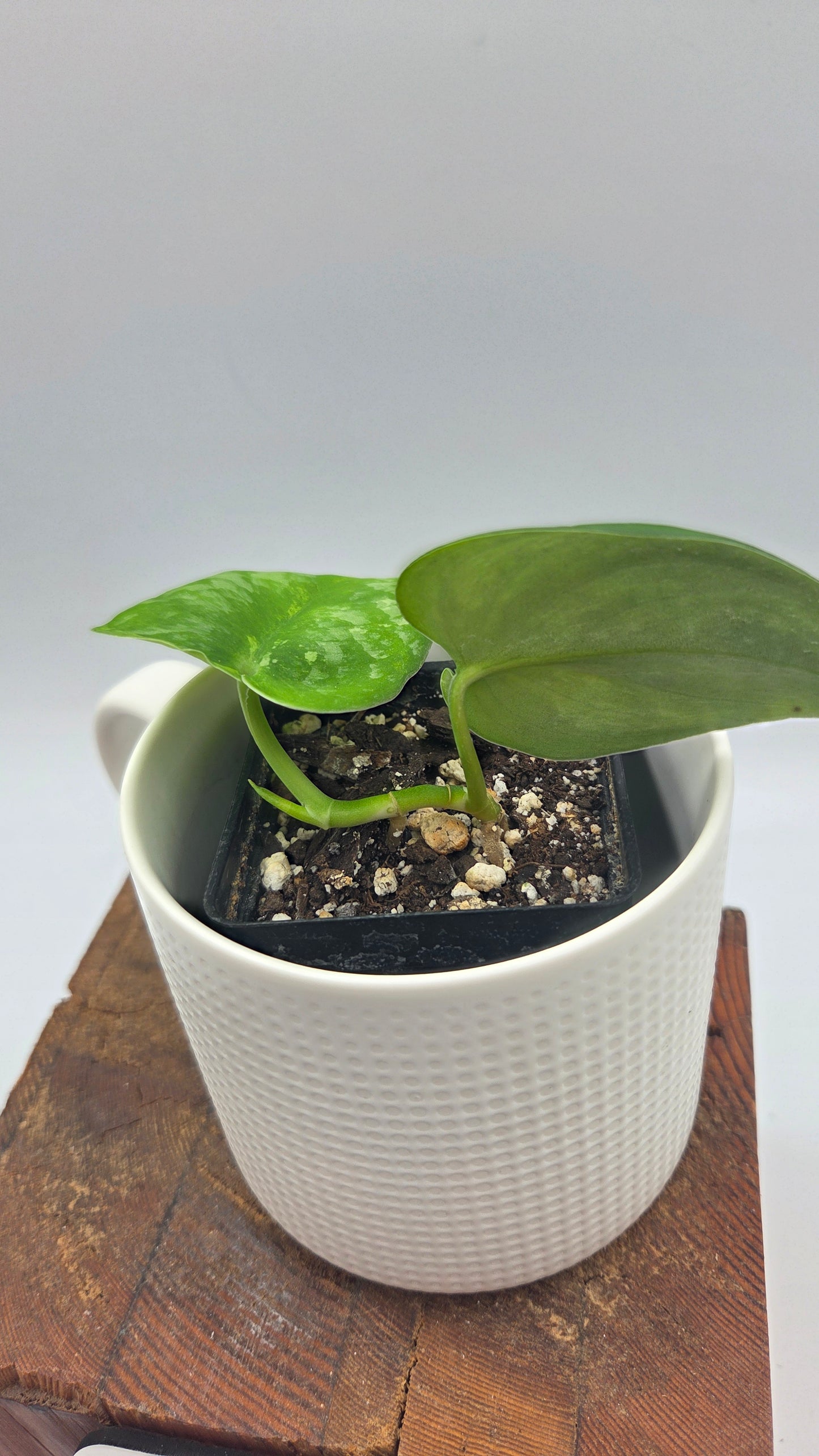 Scindapsus Silver Splash "Green on Green" (SCI-912)