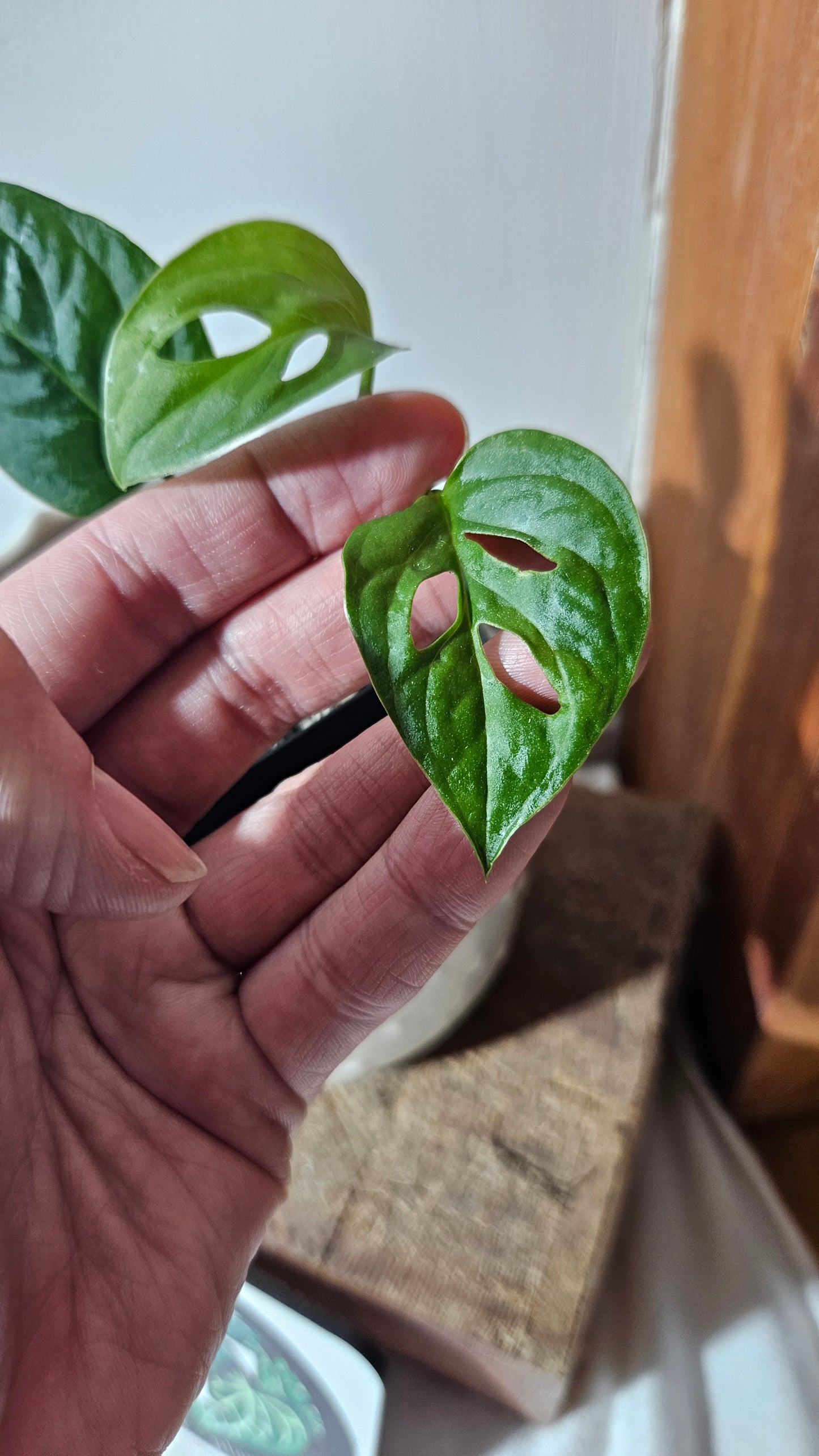 Monstera Obliqua Aff Zamora (MON-405)