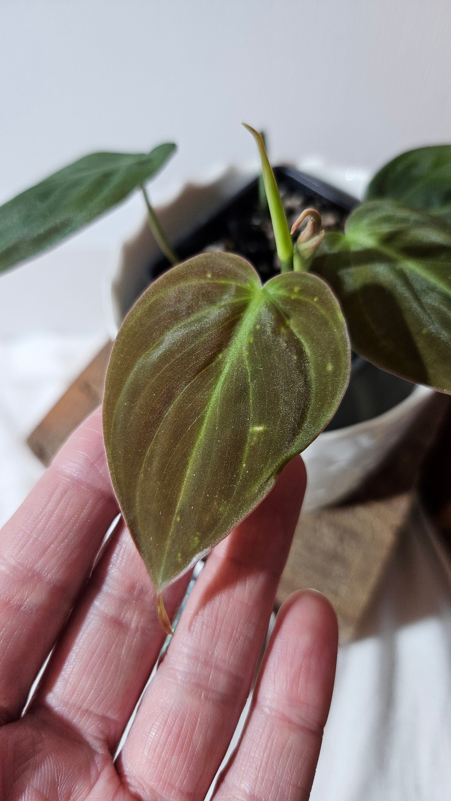 Philodendron Mican Var. REVERT (PHI-785)