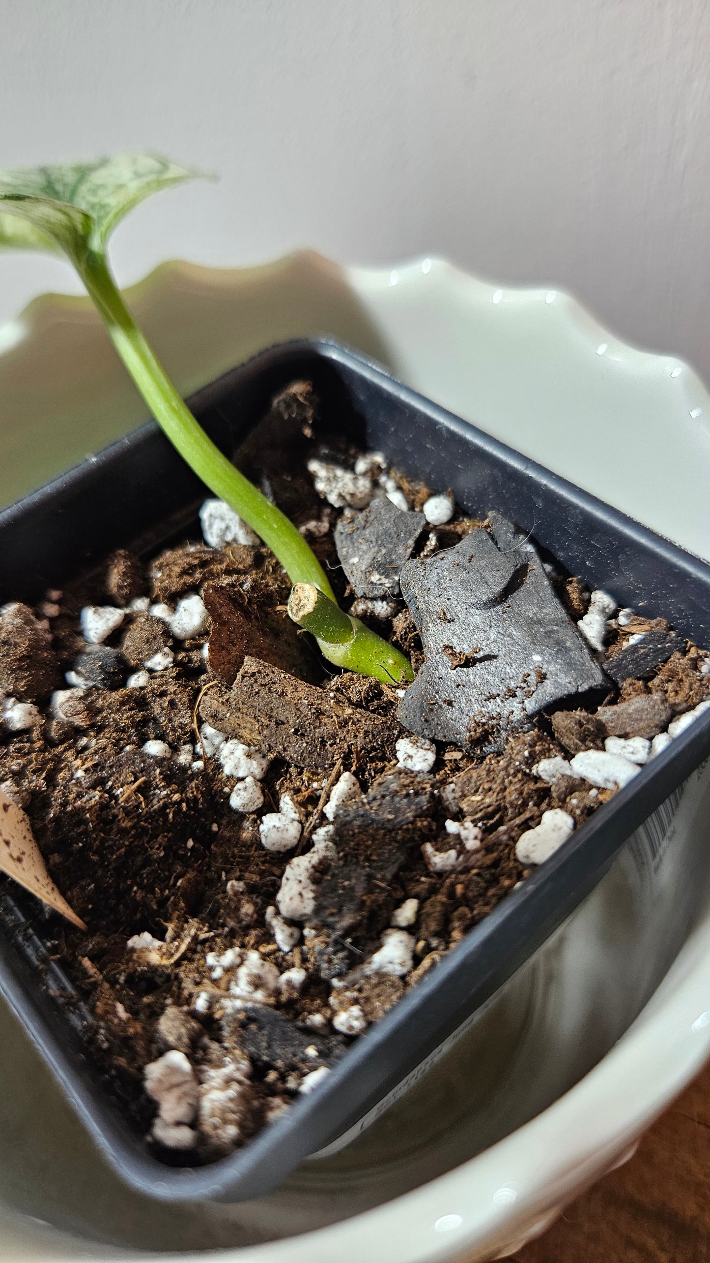 Scindapsus Jung jung Buih Mutation (SCI-1184)