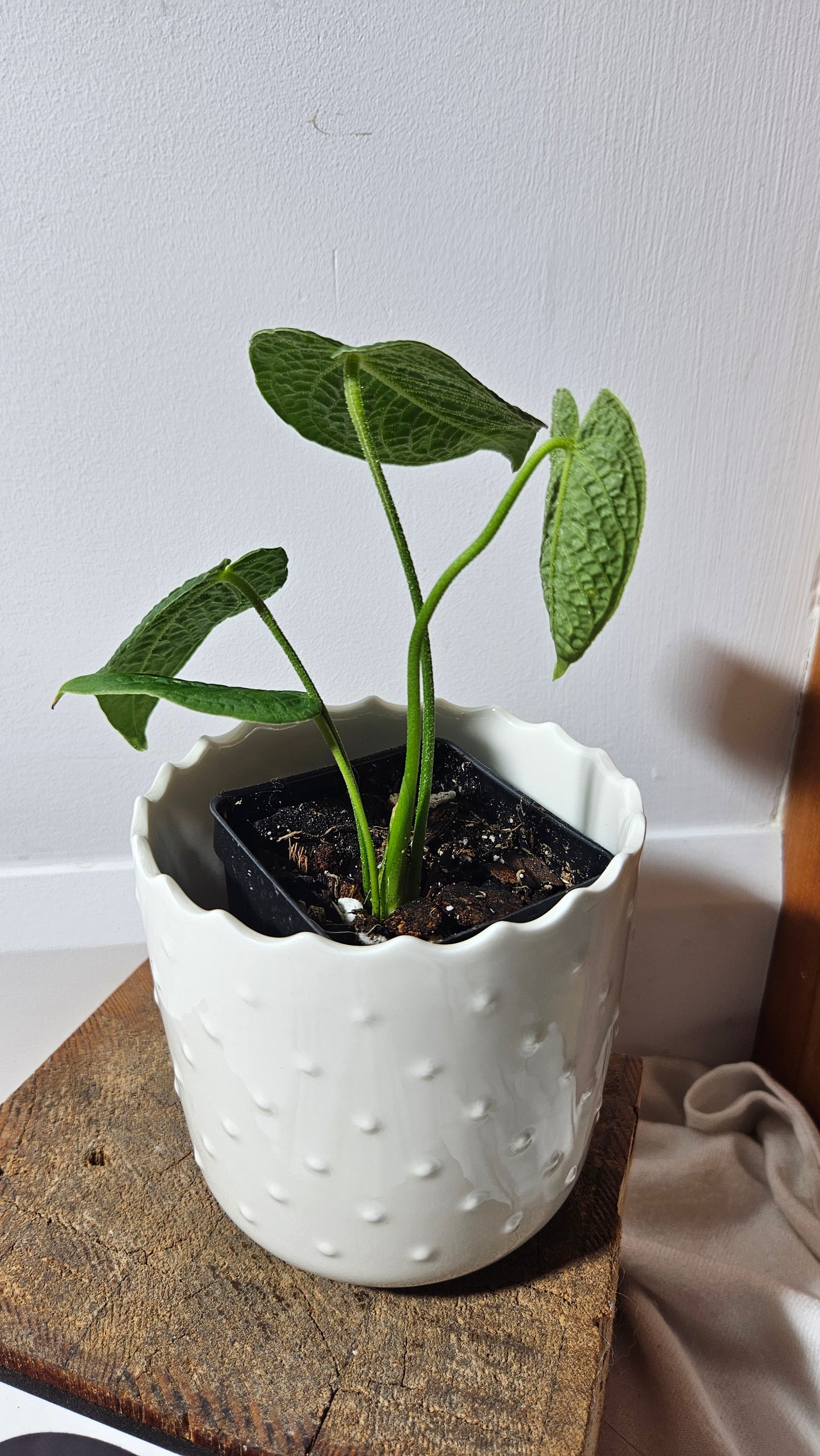 Anthurium Corrugatum Velvet "Format PETIT" (ANT-213)