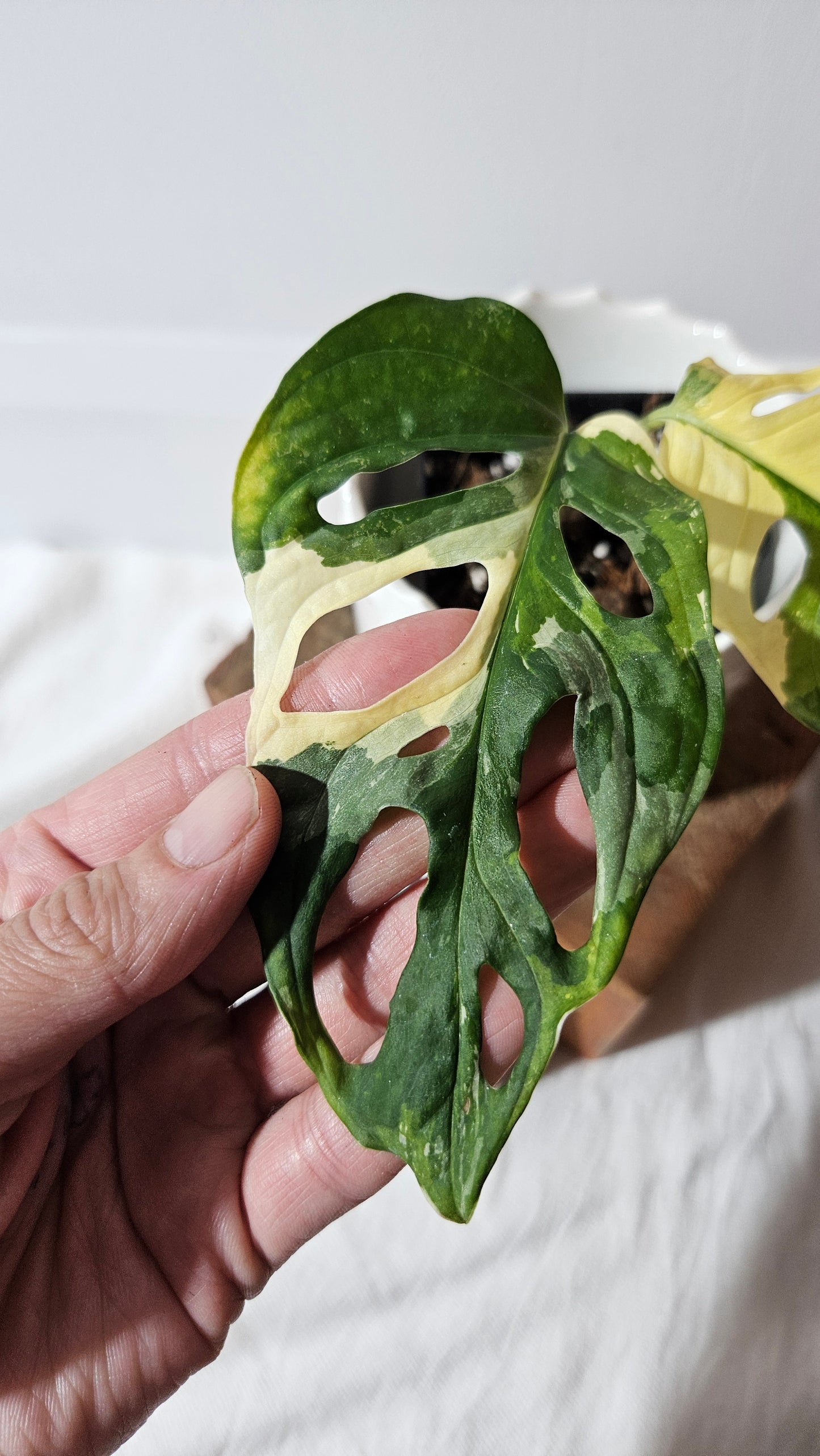 Monstera Andasonii Tricolore (MON-414)