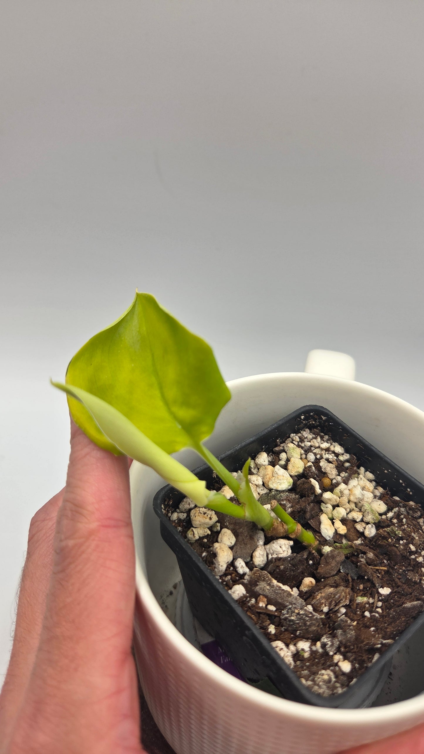 Scindapsus Moonlight Lemon (SCI-1488)