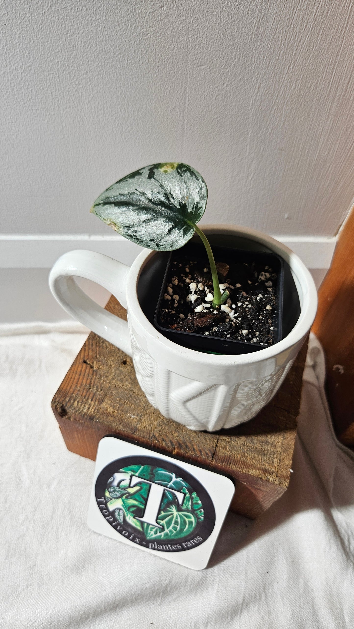 Scindapsus Sparkling Silver (SCI-1126)