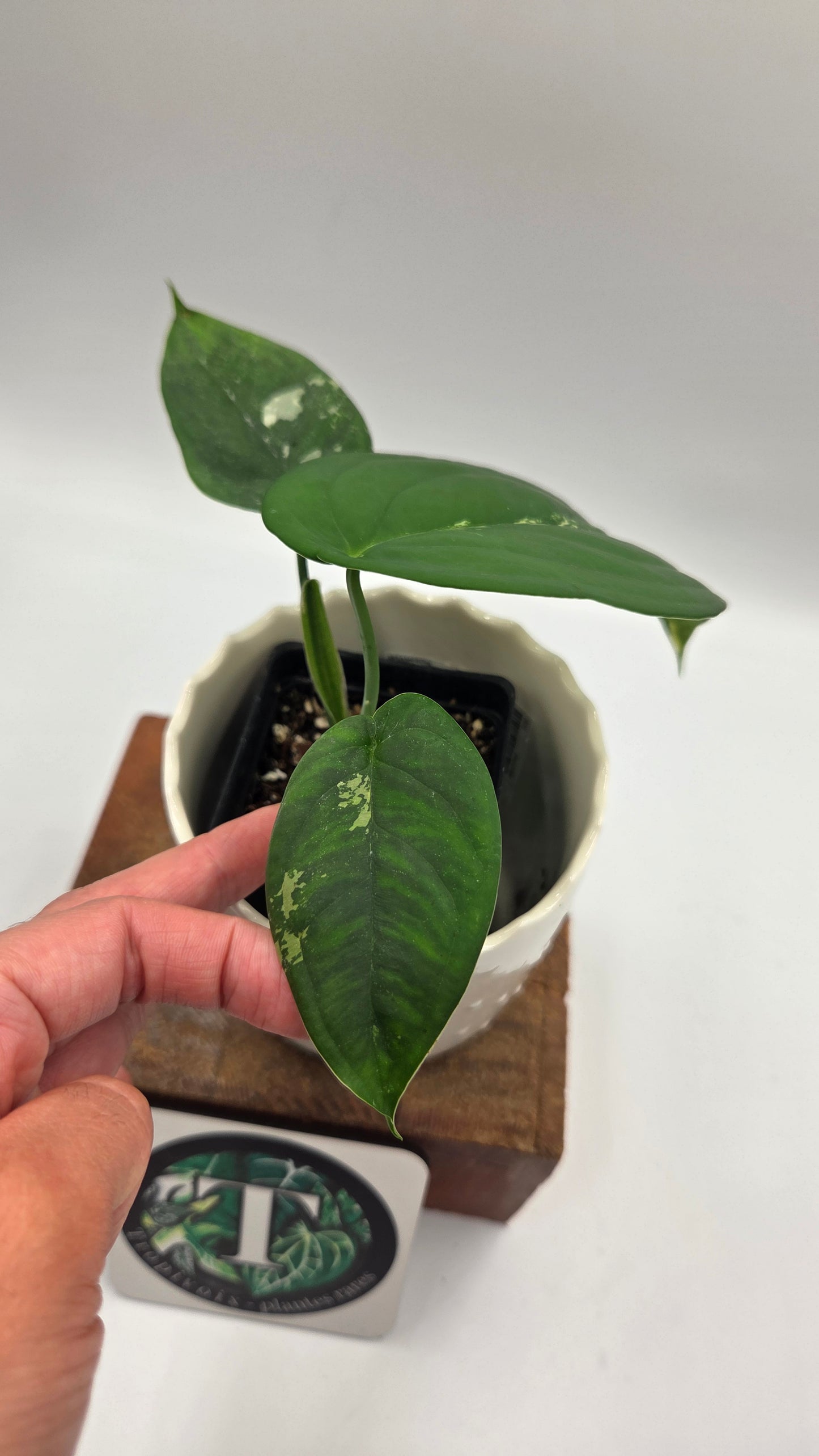 Syngonium Chiapense Albo (SYN-466)