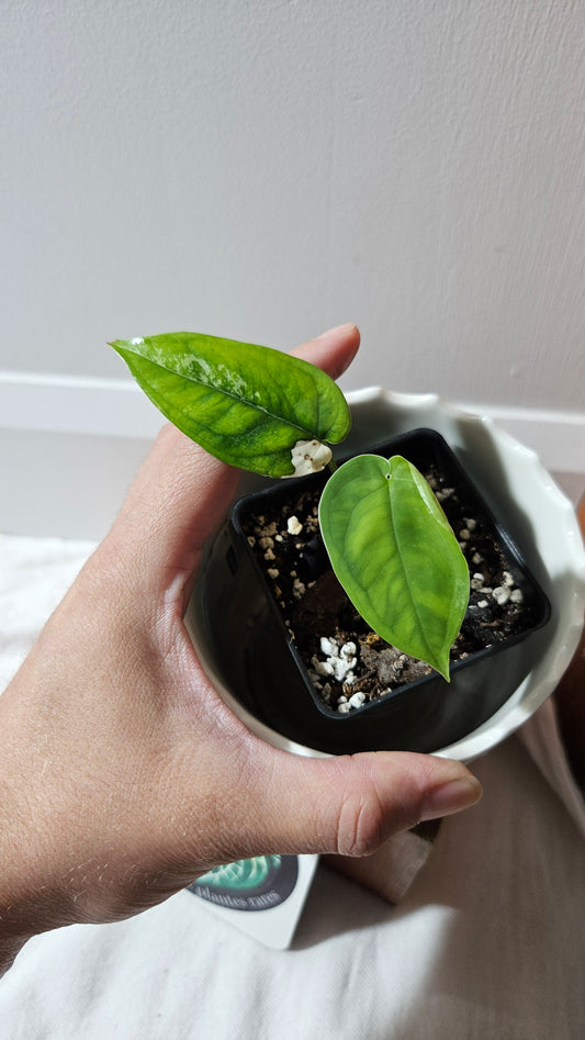 Syngonium Chiapense Albo (SYN-458)