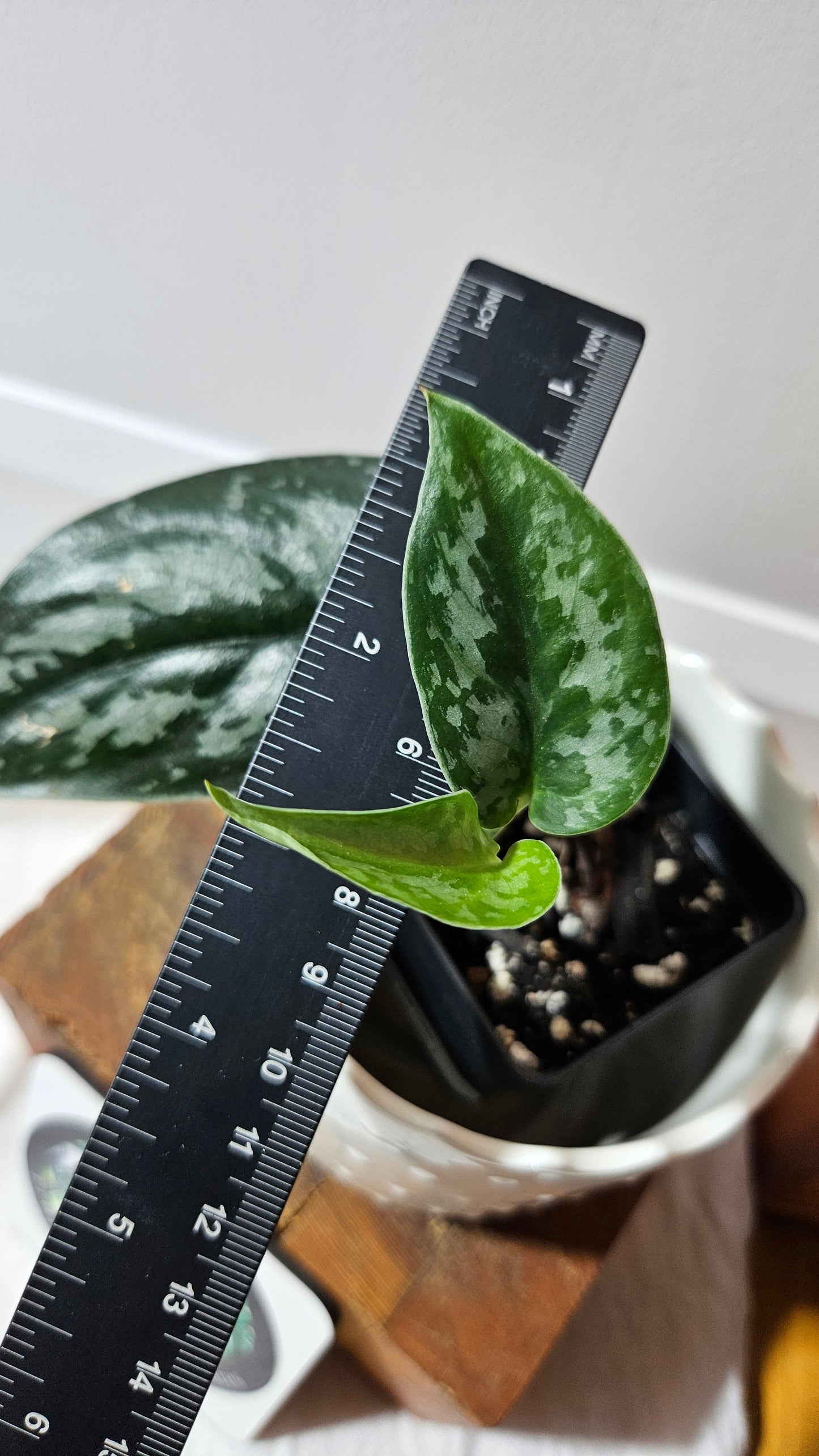 Scindapsus Black Exotica (SCI-1333)